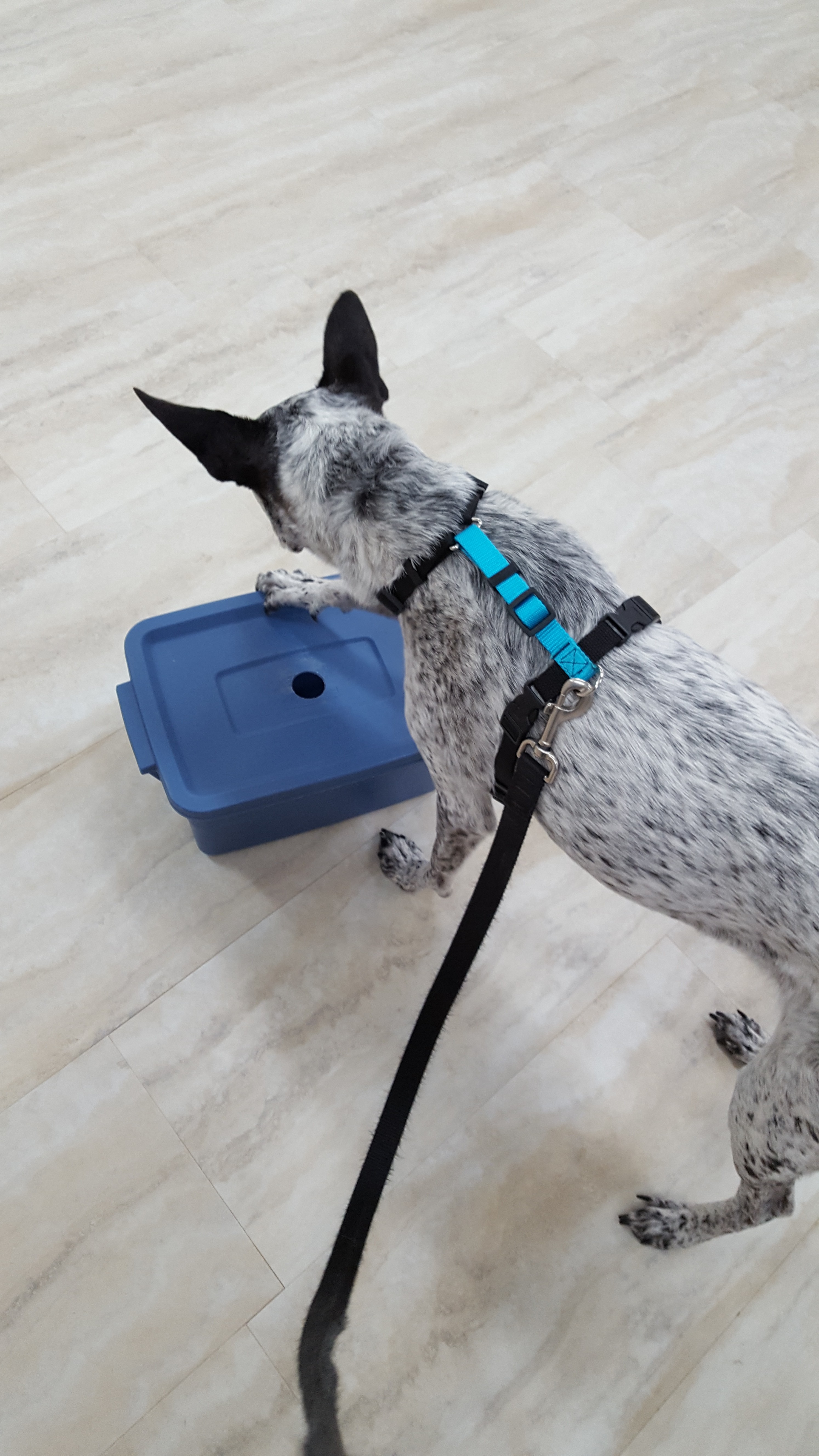 heeler dog alerting on container indicating odor in scent detection