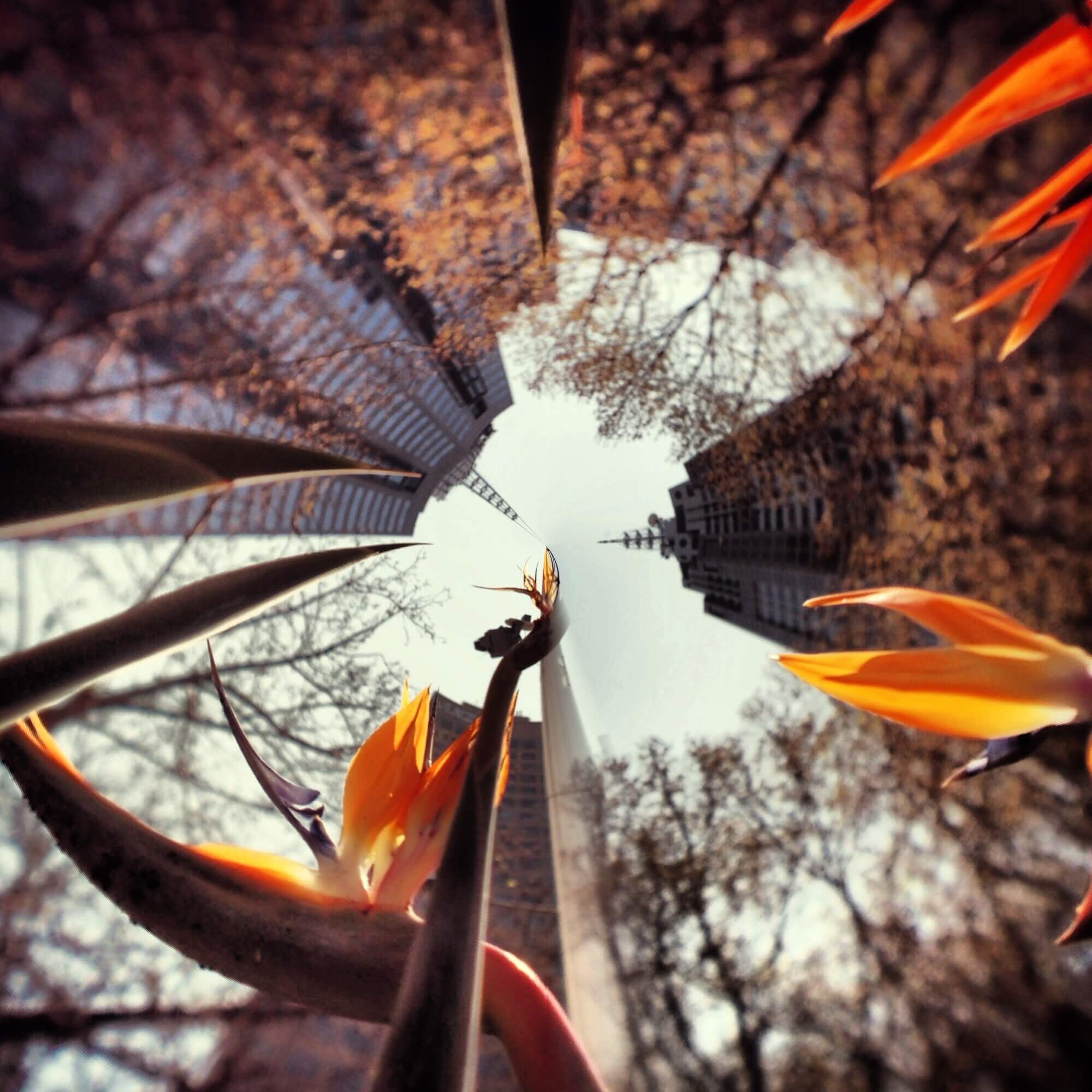 A shot looking straight up amongst bird of paradise flowers. The Melbourne skyscrapers tower overhead.