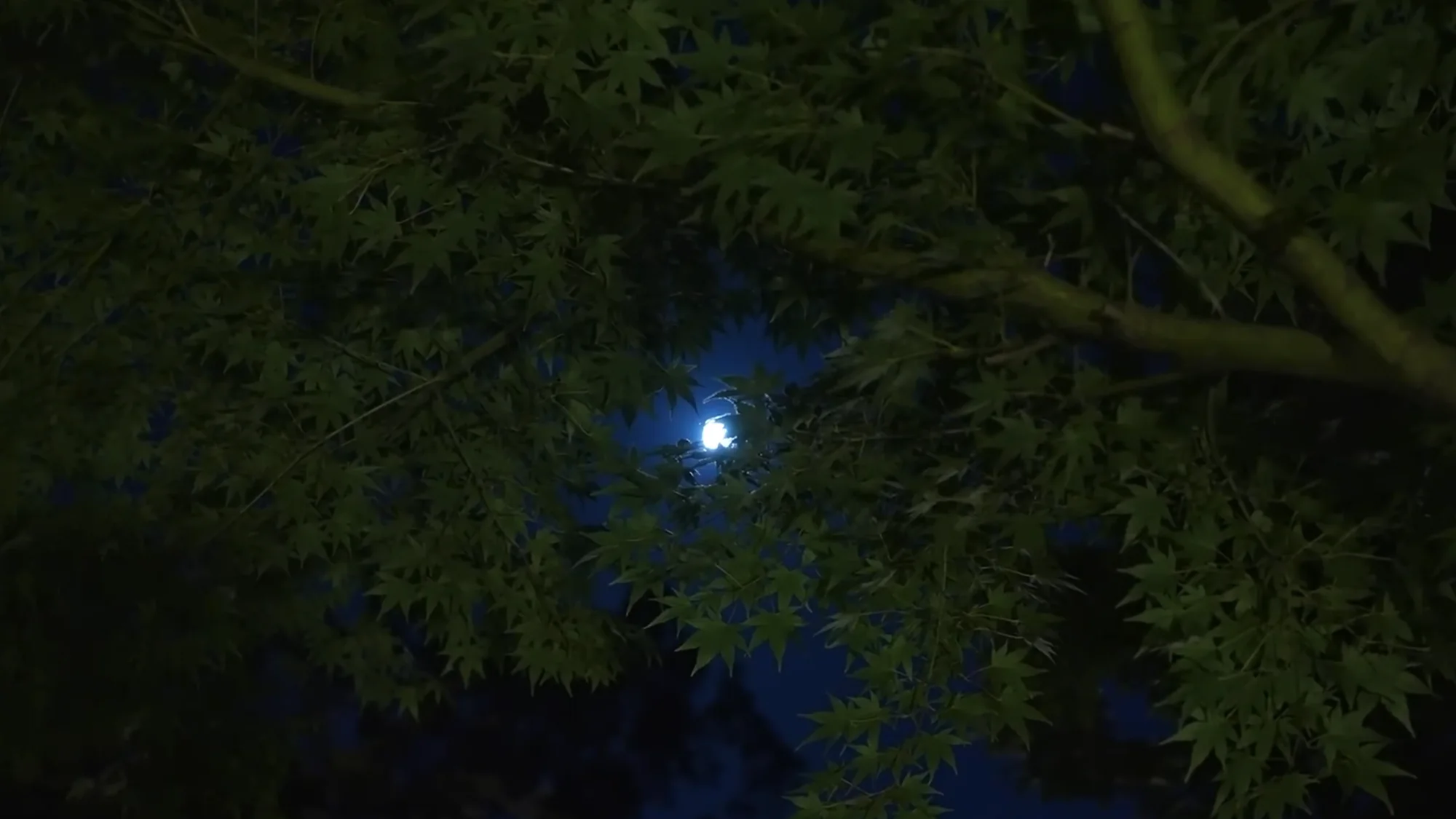 Kuokawa at night