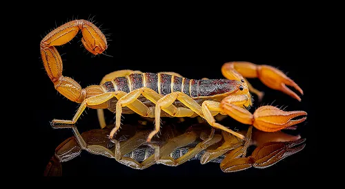 Scorpion with tail up