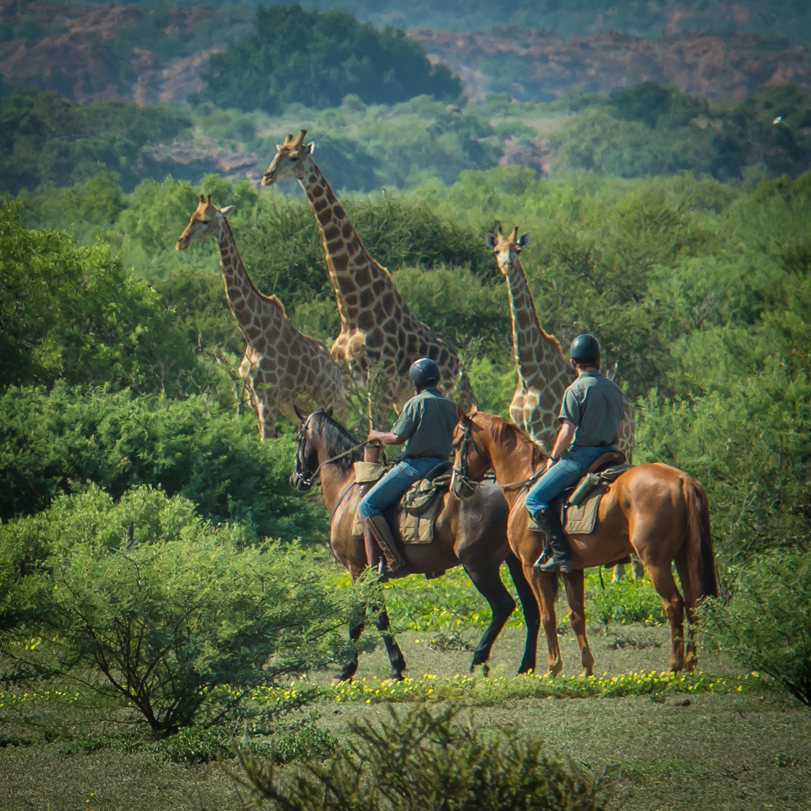 Tuli Safari, Botswana. Ryttare till häst betraktar giraffer i grönskande bush. En ridresa i Botswana där naturen och djuren alltid är nära.