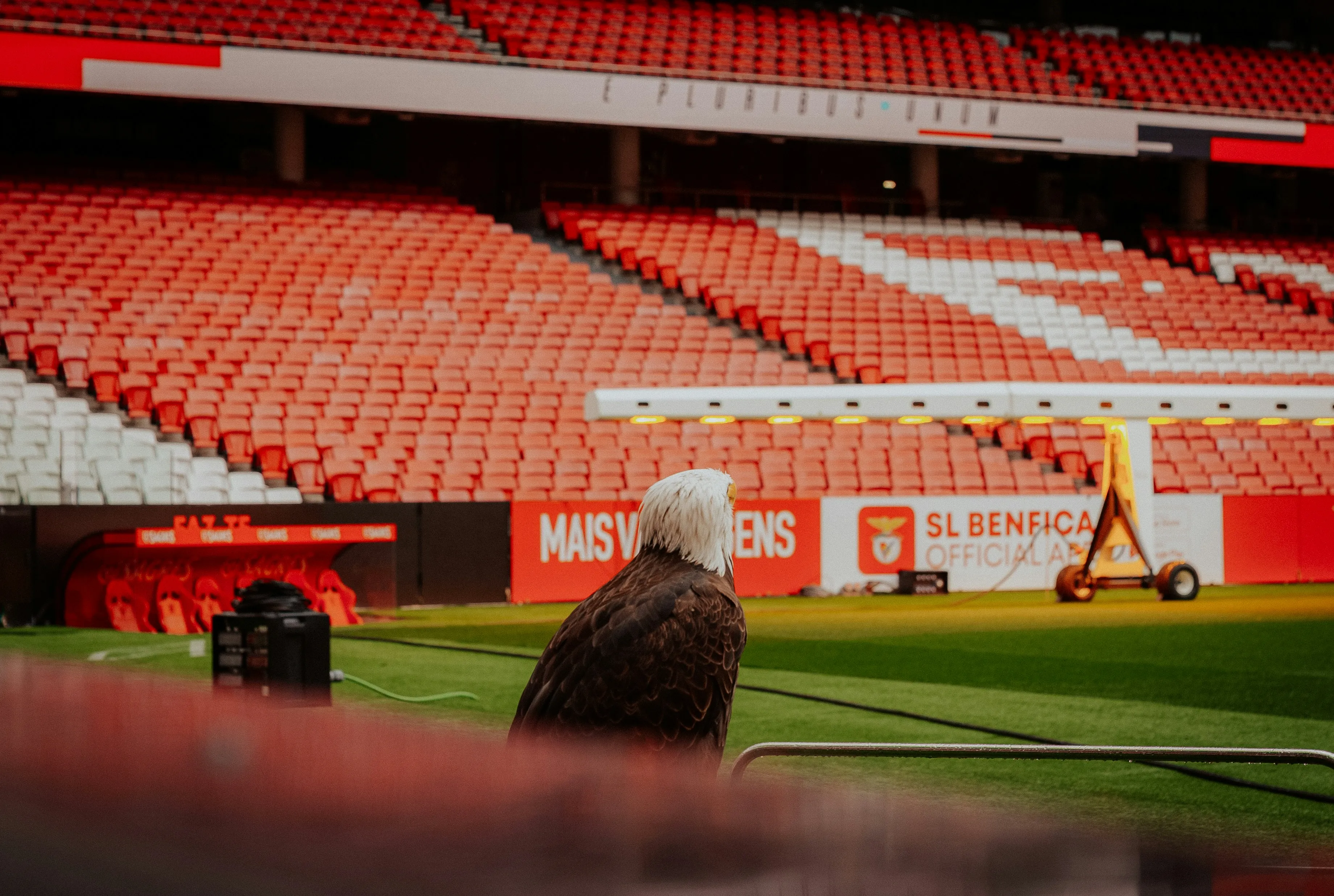 Eagle sitting in a stadium with red seats.