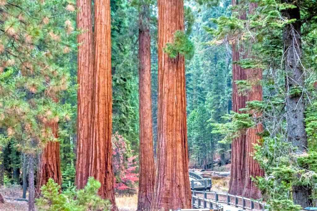 redwood trees in sequoia national park, usa