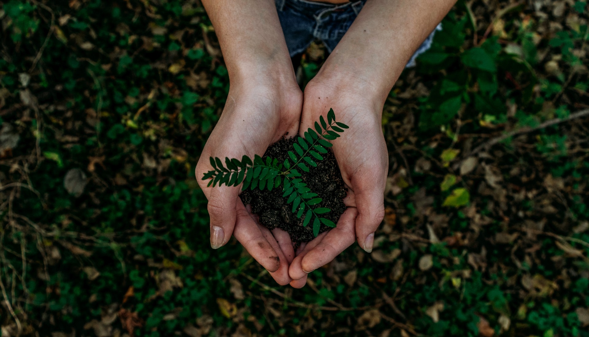 Twee handen houden voorzichtig een klein groen plantje vast, omringd door gras en gevallen bladeren.
