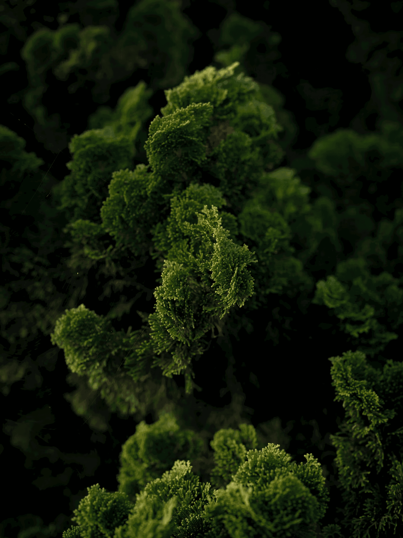 Aerial view of dense green forest canopy