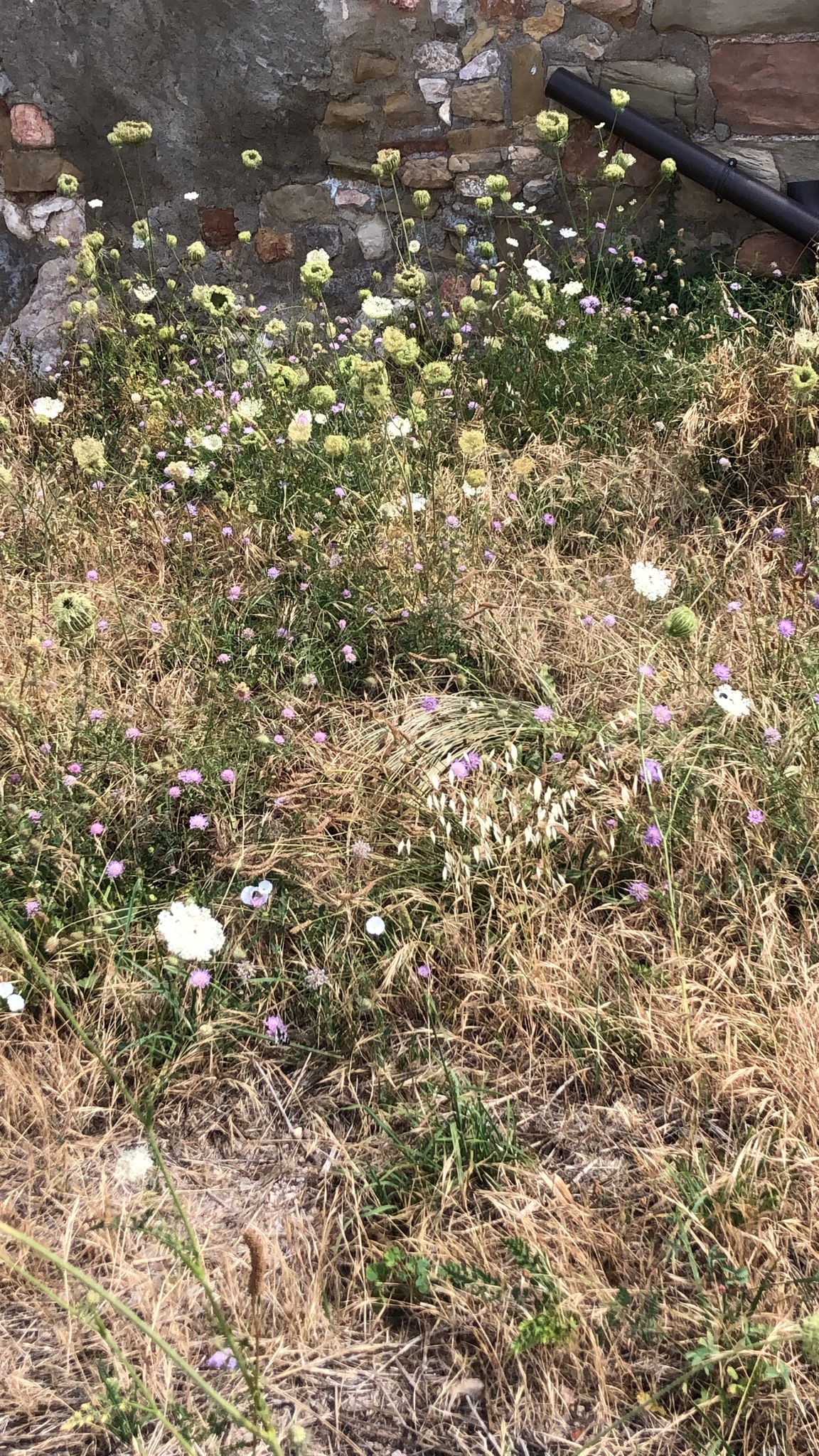 Spring Bloom View