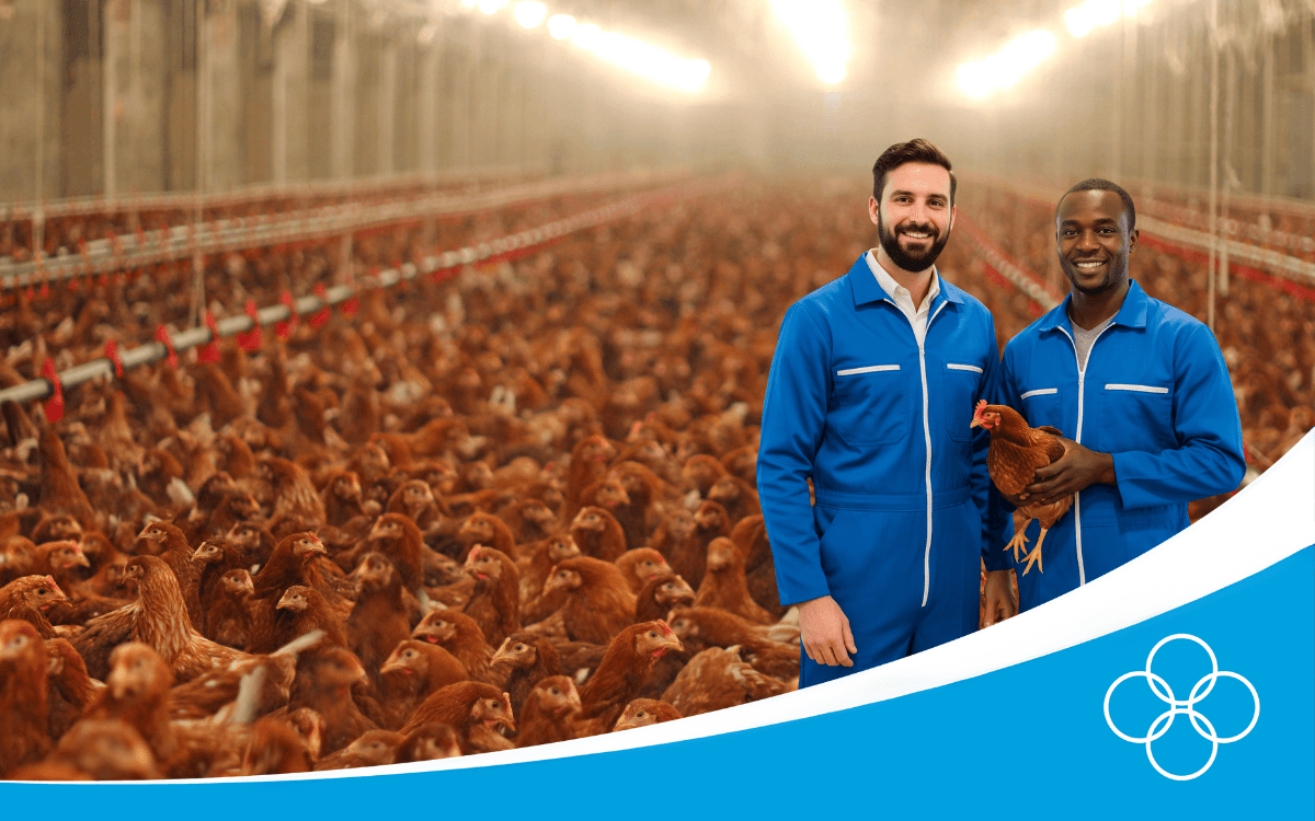 Poultry farm with two champrix people wearing blue overall and one farmer smiling and holding a chicken and the other one is a champrix advisor