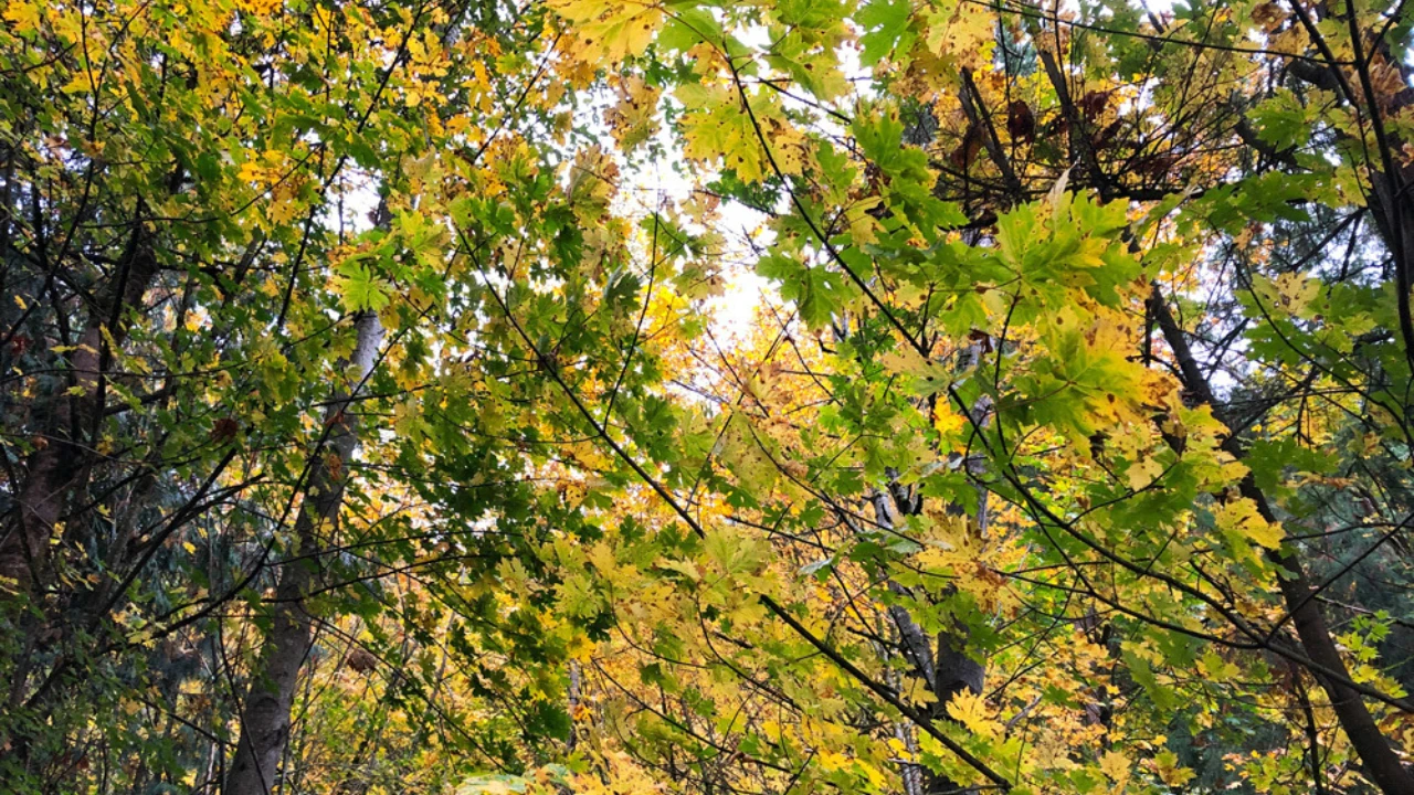 Bright yellow and orange fall leaves in a wooded area at Rooted Northwest.