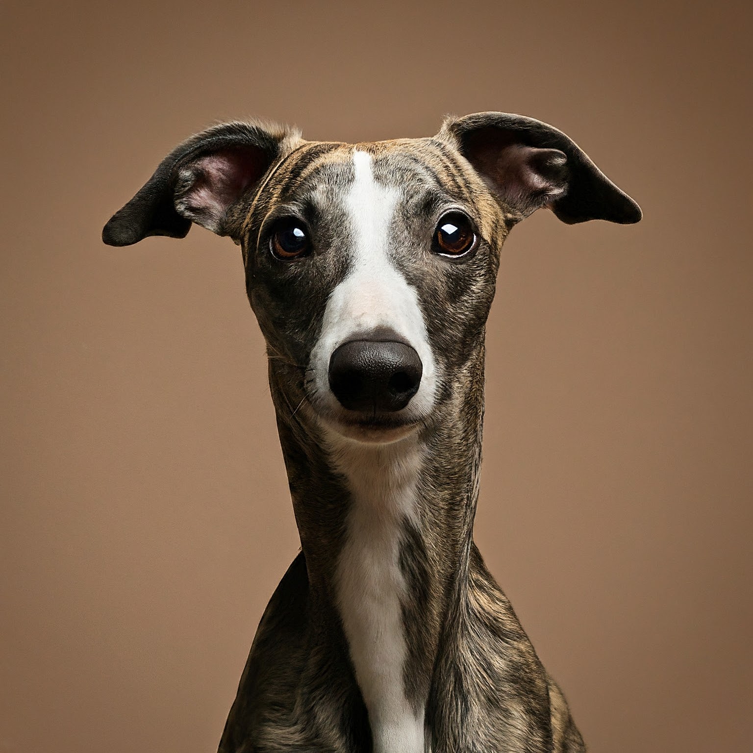 BUDDYUNO, Whippet