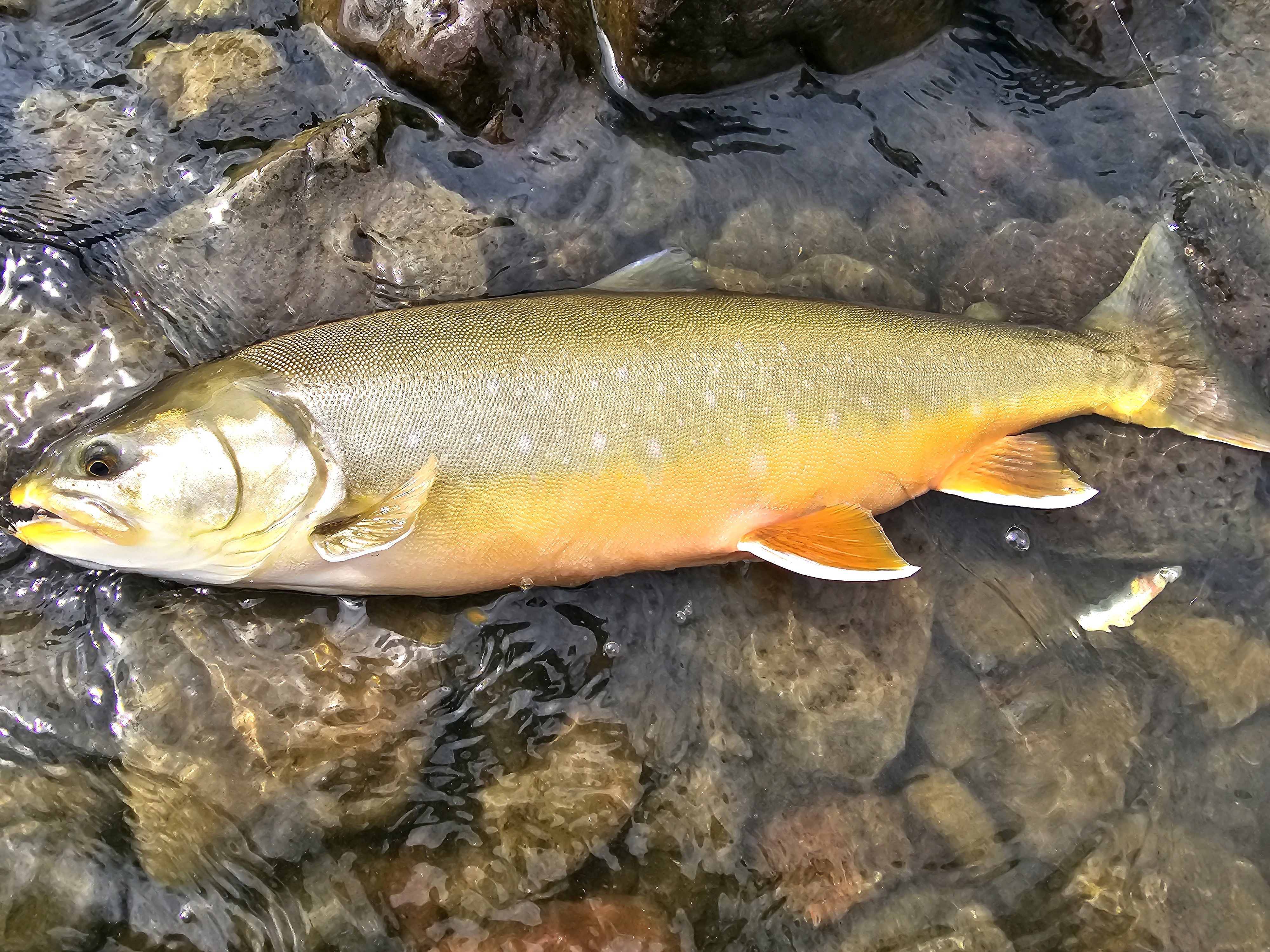 Island, Brown Trout, Arctic char, fjeldørred