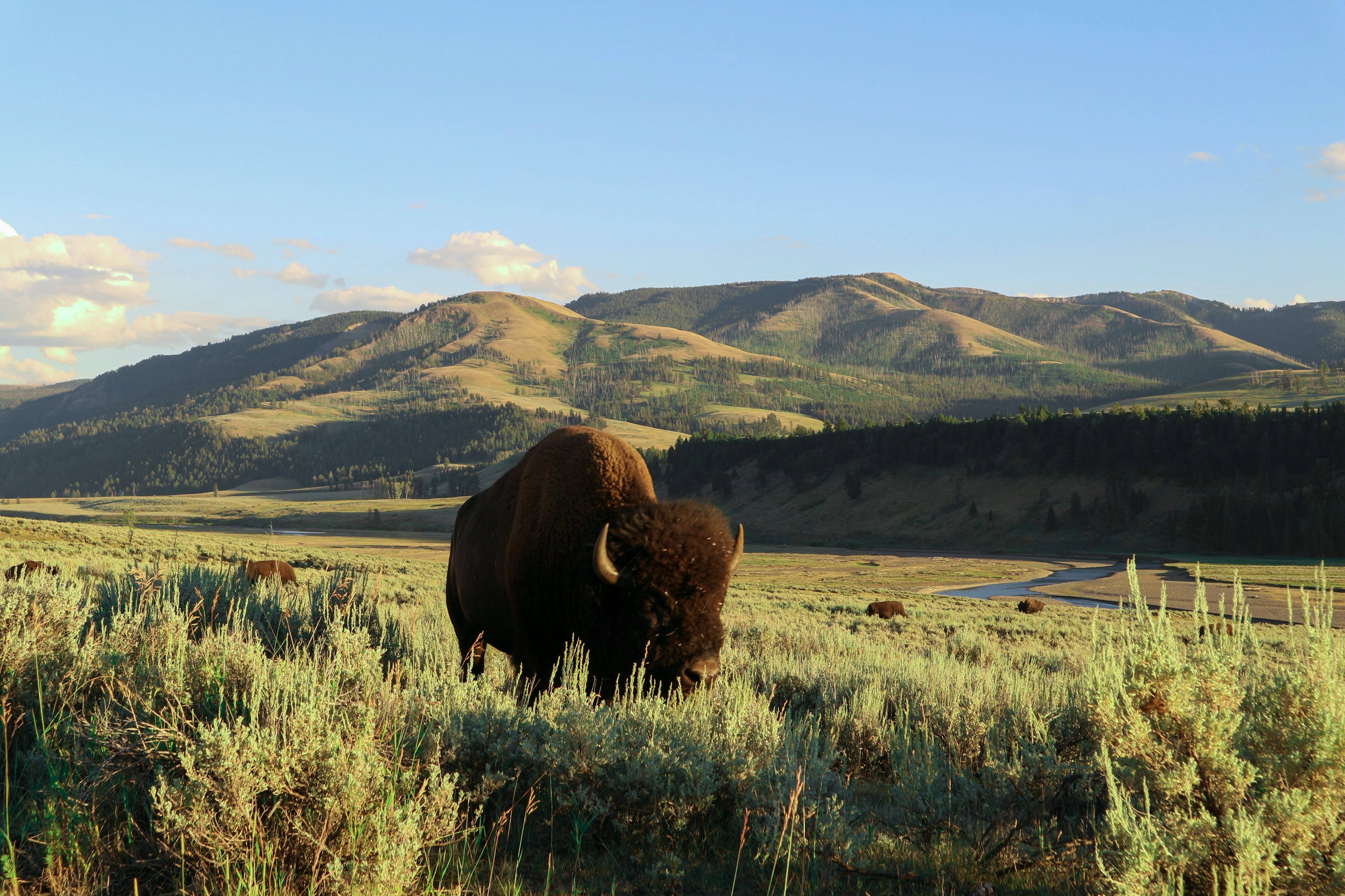 Grass-fed wild bison roaming regenerative pastures in Montana for ethical meat delivery in Orange County