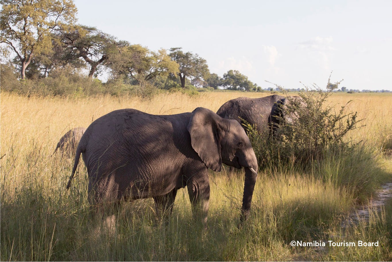 Elefanten in der Savanne des Etosha-Nationalparks