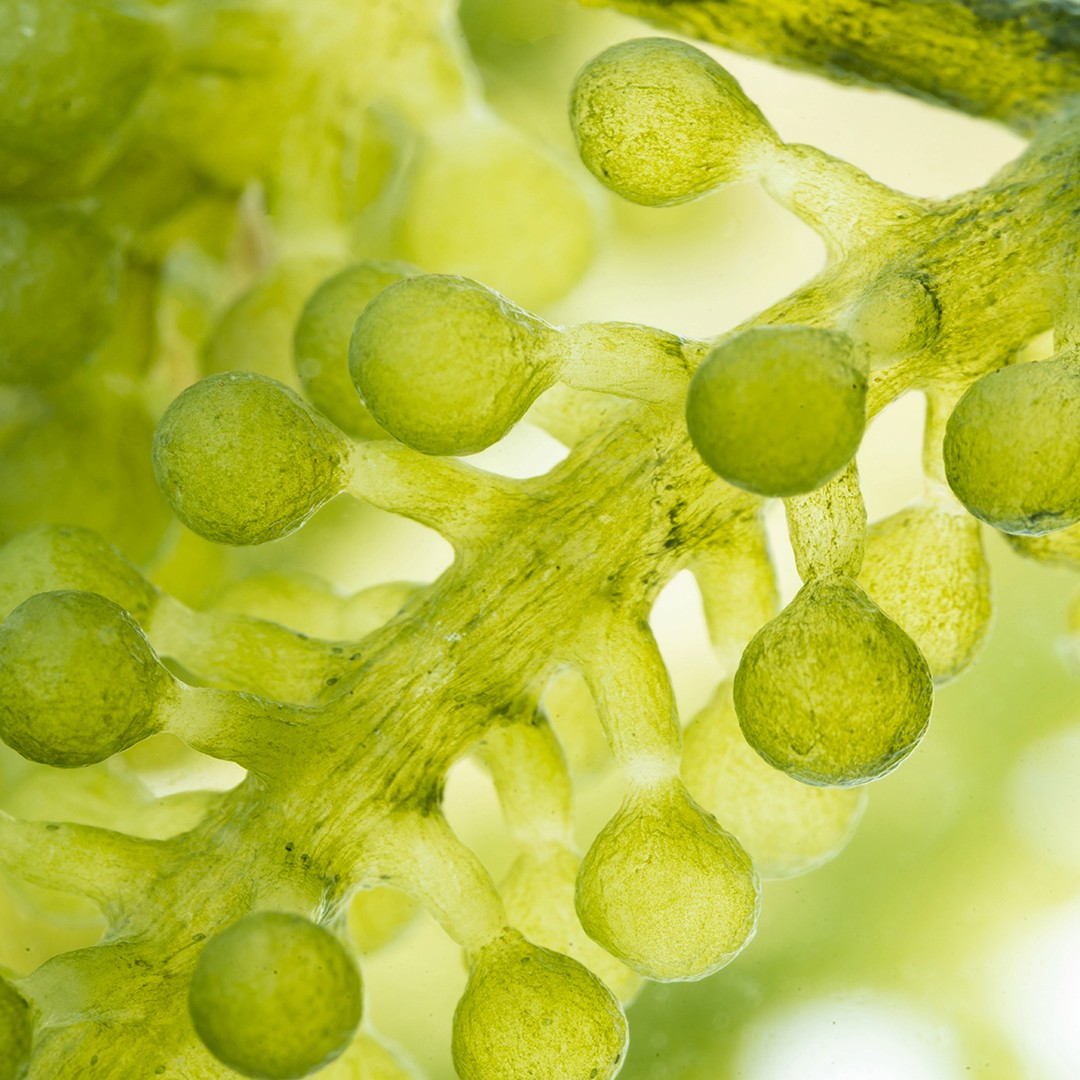 Close-up of a plant.