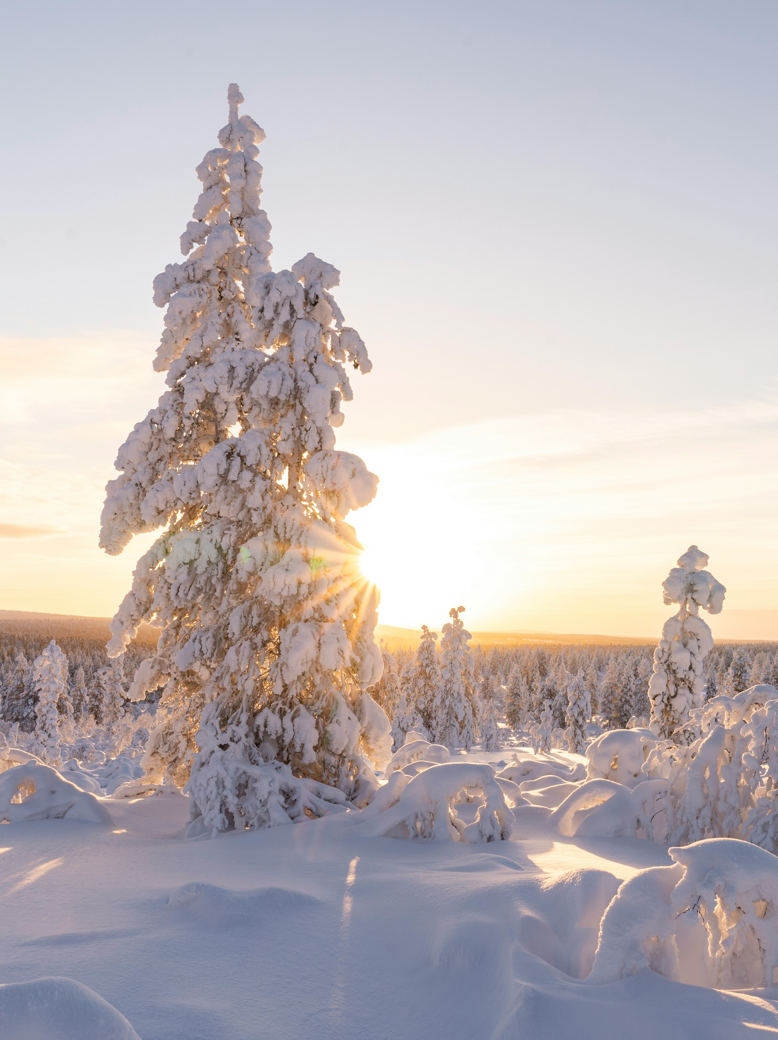 the sun is setting behind a snowy tree