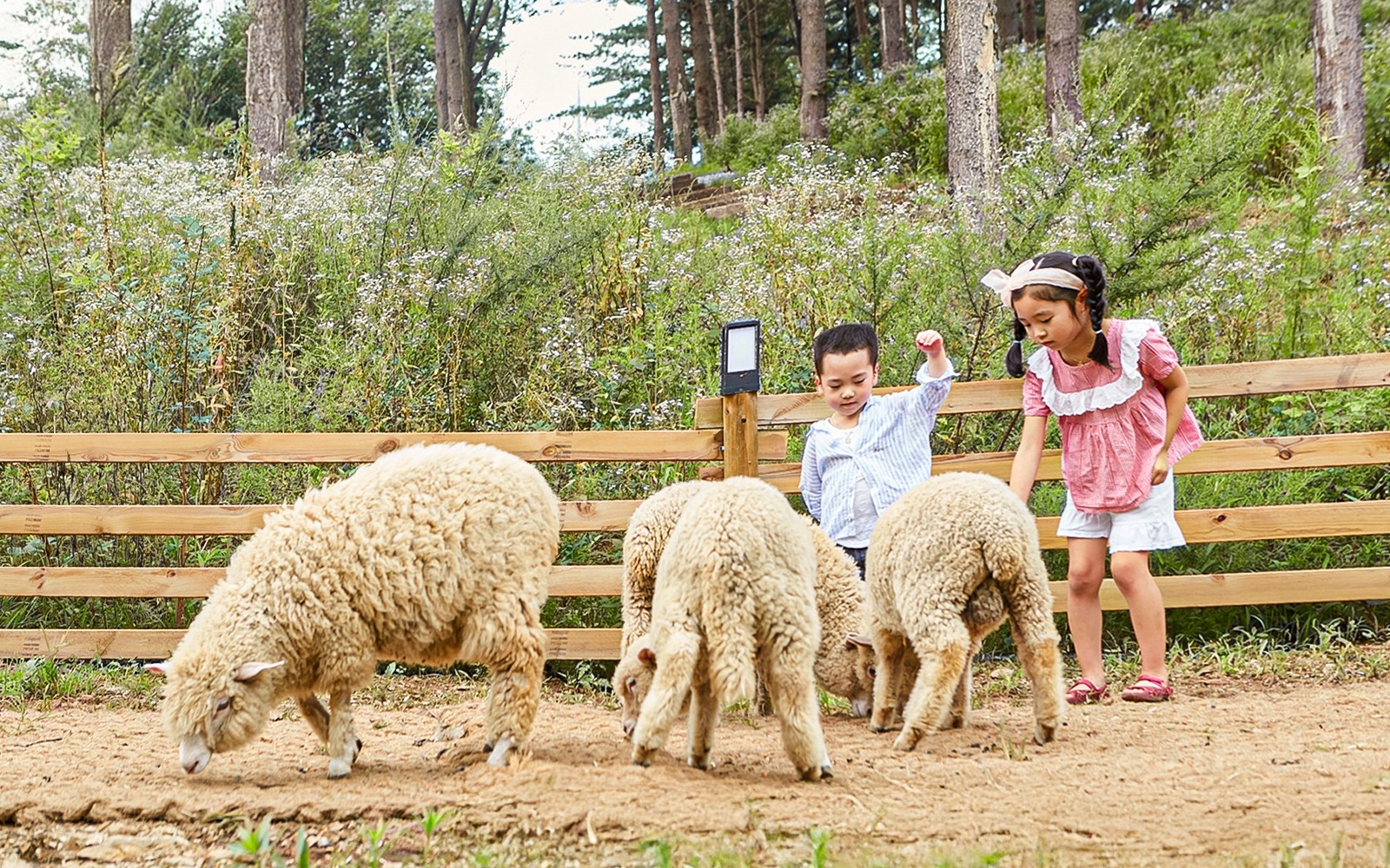 کودکان در حال تعامل با گوسفندان در محوطه حیوانات جزیره نامی در طول تور حیات وحش.