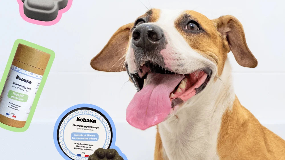 Création de l'identité visuelle et des packagings pour Kobaka, concept de vente à domicile de produits animaliers