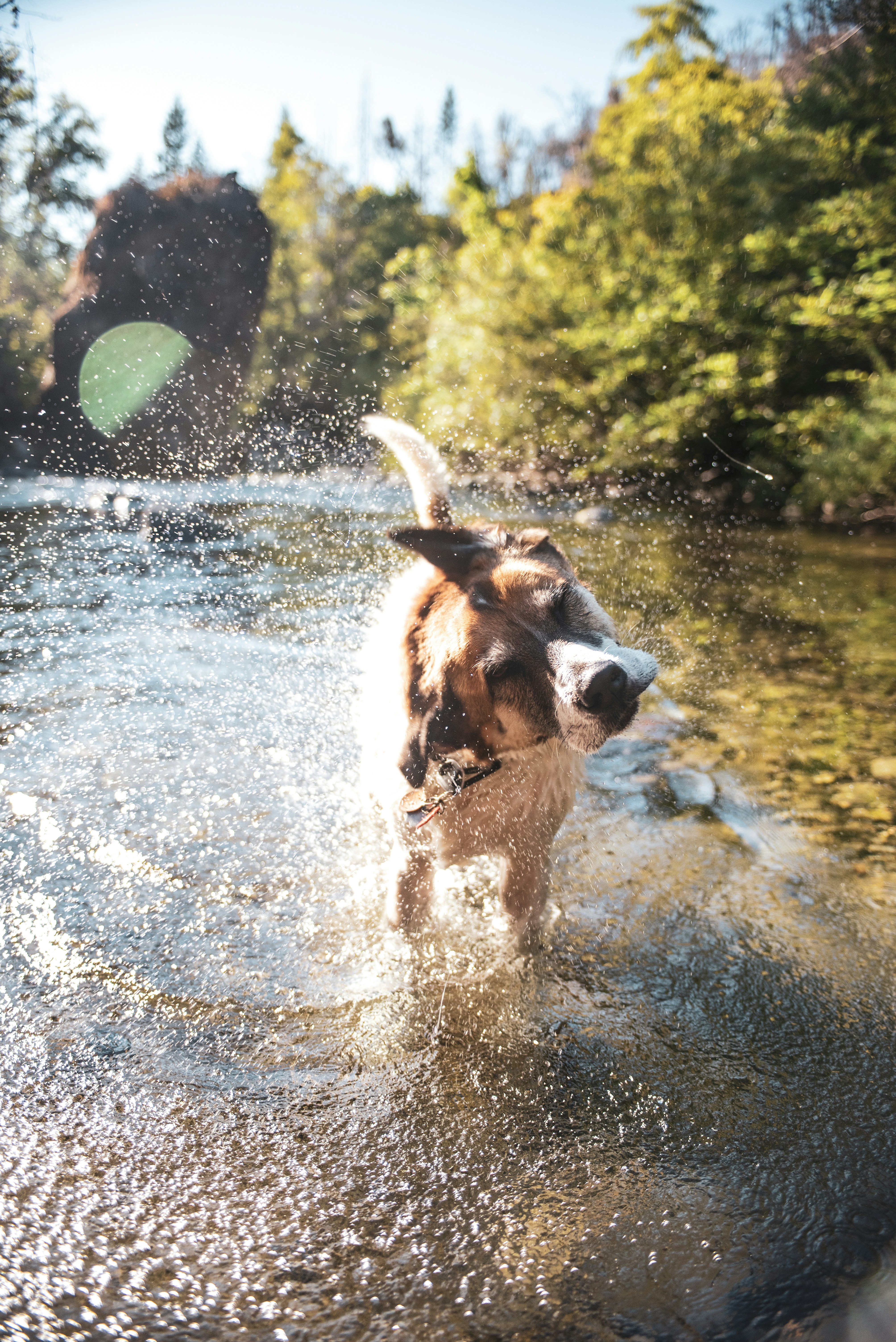A dog splashing through shallow water