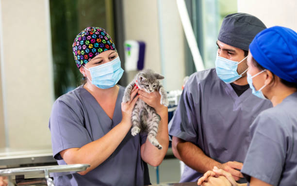 A team of emergency vets who have trained for pet emergencies