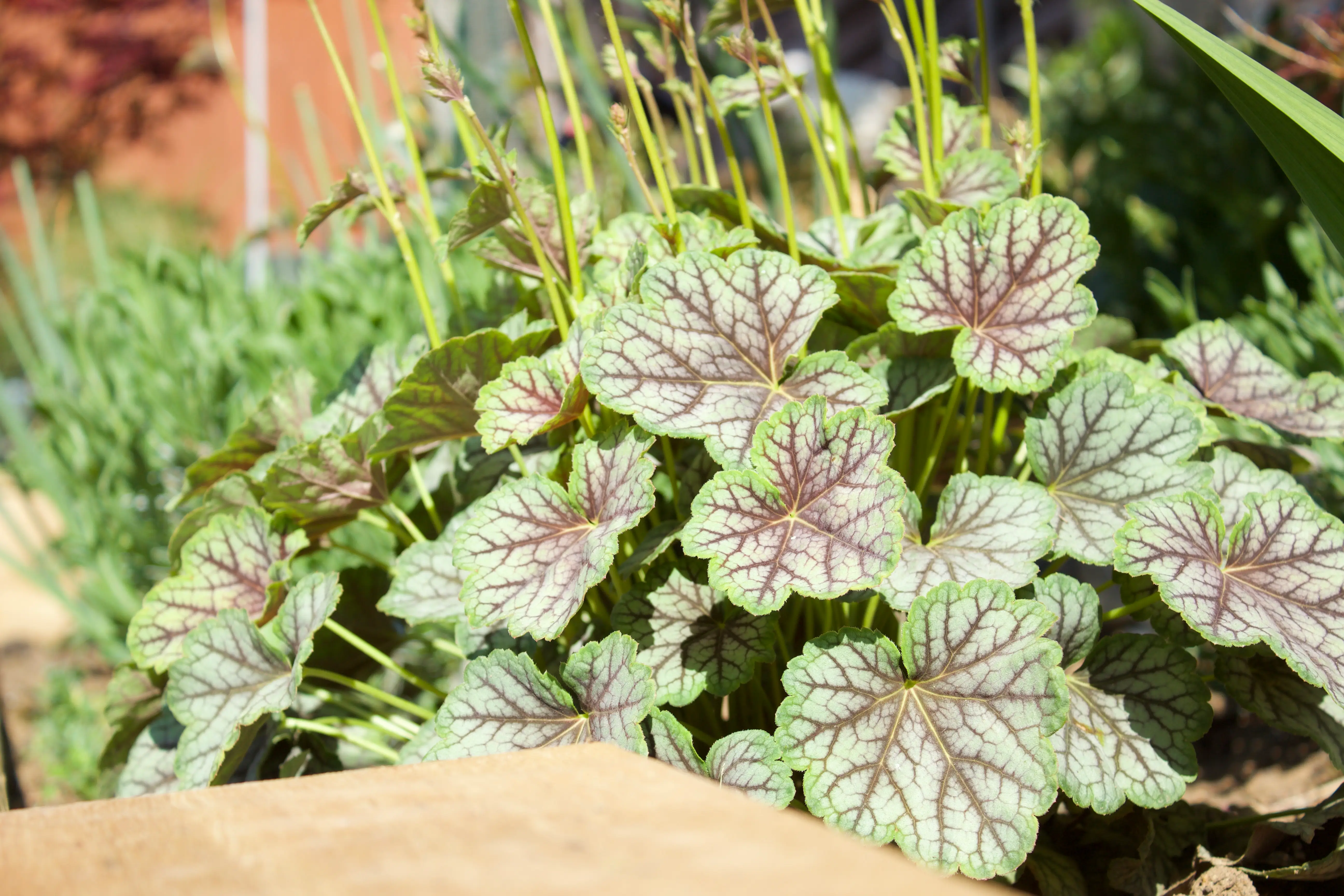 Close-up of lush green plants with patterned leaves in a garden setting, showcasing vibrant foliage.