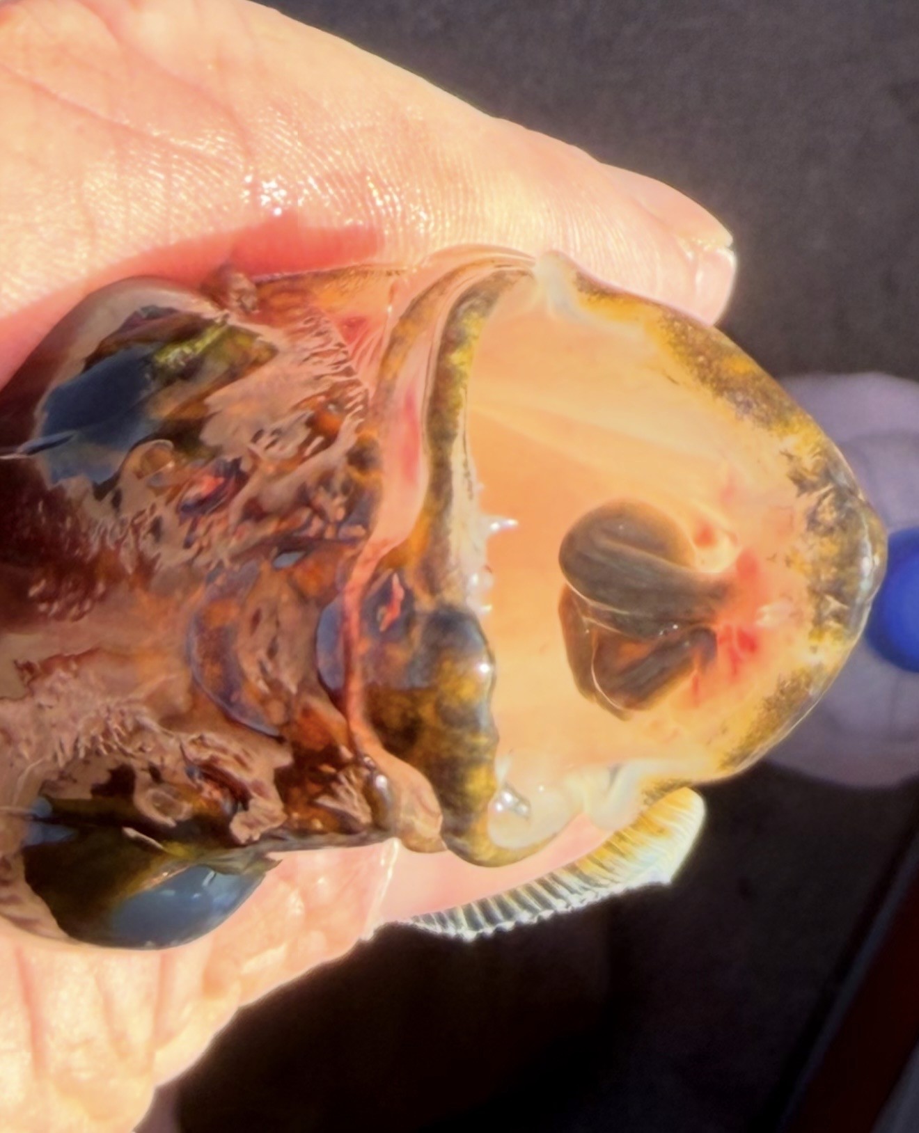 Walleye with leeches in its mouth during late August