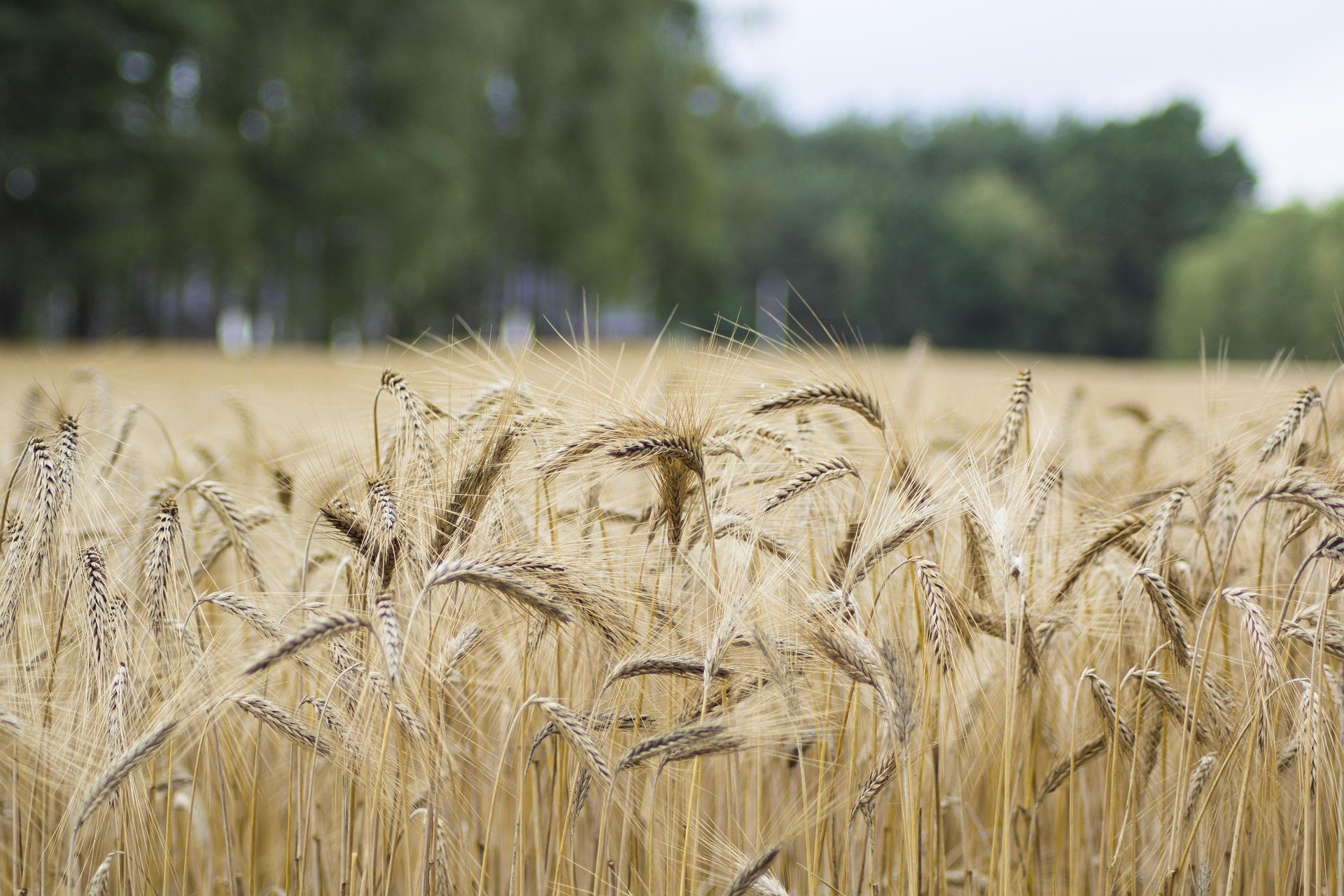 High-quality Ethiopian wheat ready for export