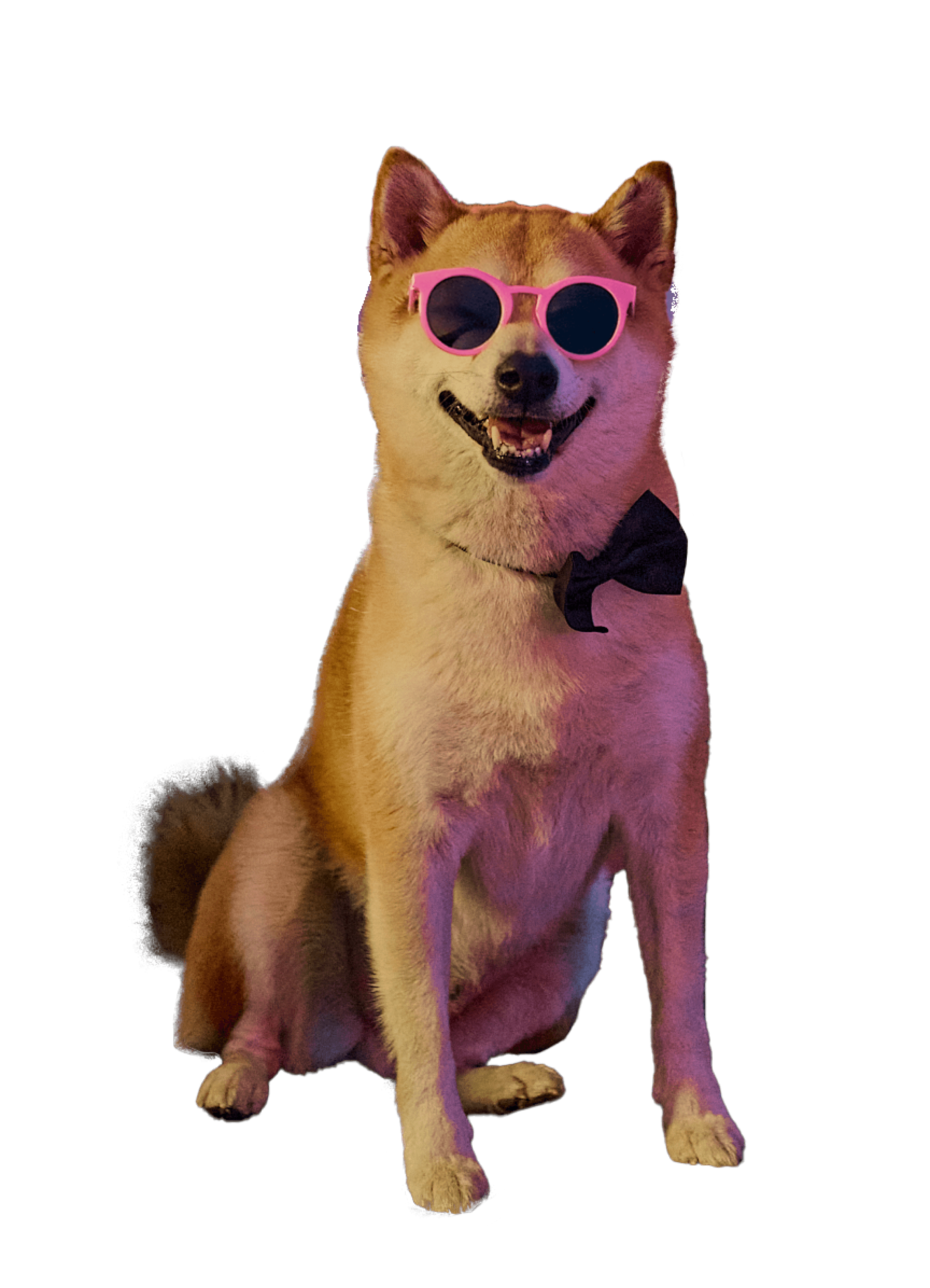 Chien souriant portant des lunettes.