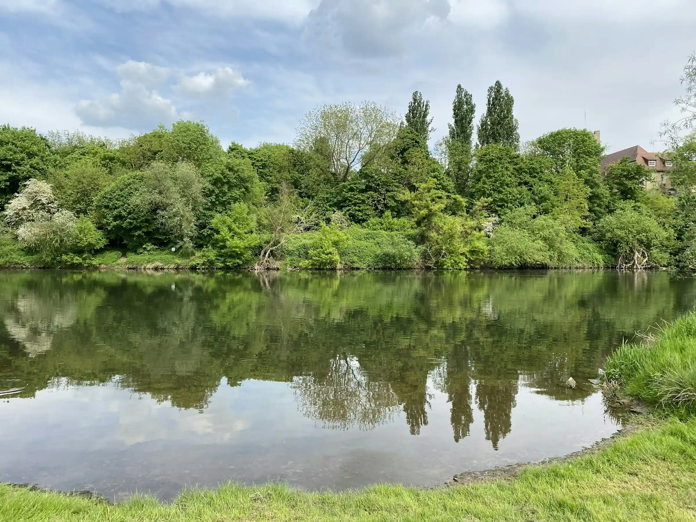 Neckar bei Lauffen am Neckar, Ufergrün spiegelt sich im ruhigen Fluss