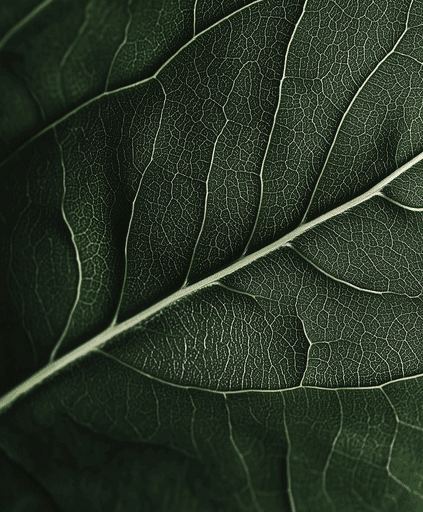Close-up of a dark green leaf showing its textured surface and central vein against a muted background.