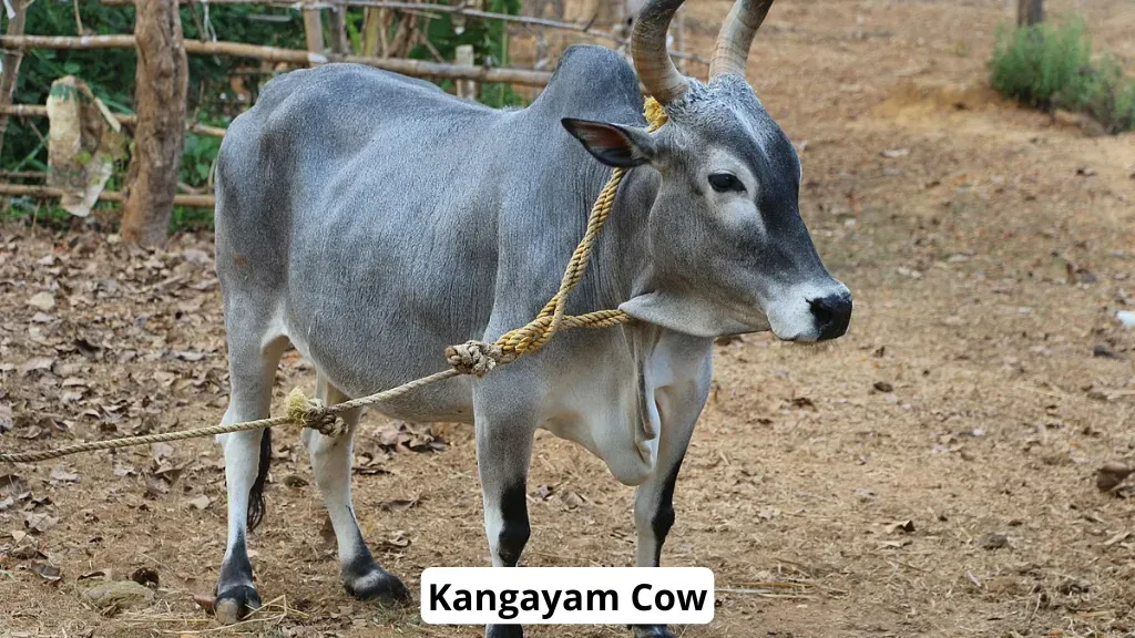 Kangayam Cow Breeds in India.webp
