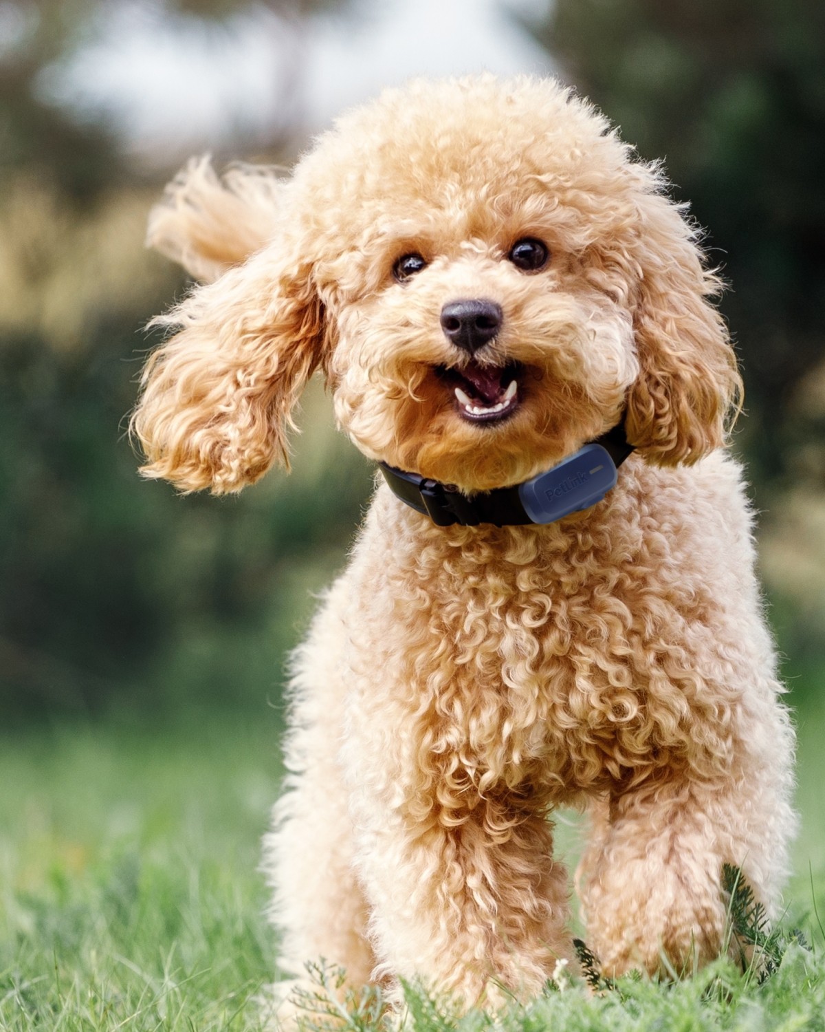 Happy fluffy dog wearing a PetLink tracking device