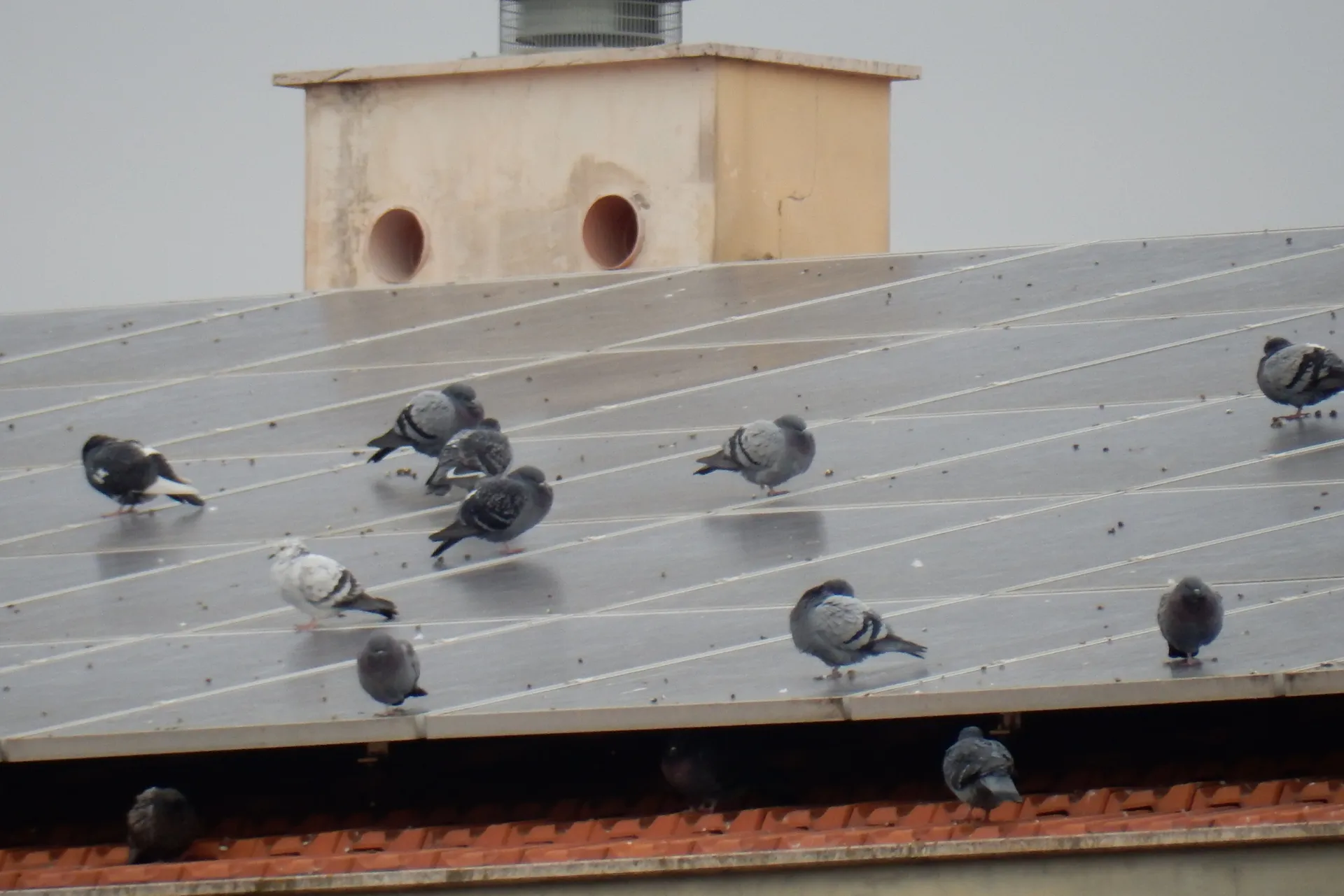 Eine dreckige Photovoltaikanalge, auf welcher eine kleine Anzahl an Tauben befinden. Unter der Photovoltaikanlage sind zudem auch noch Tauben.