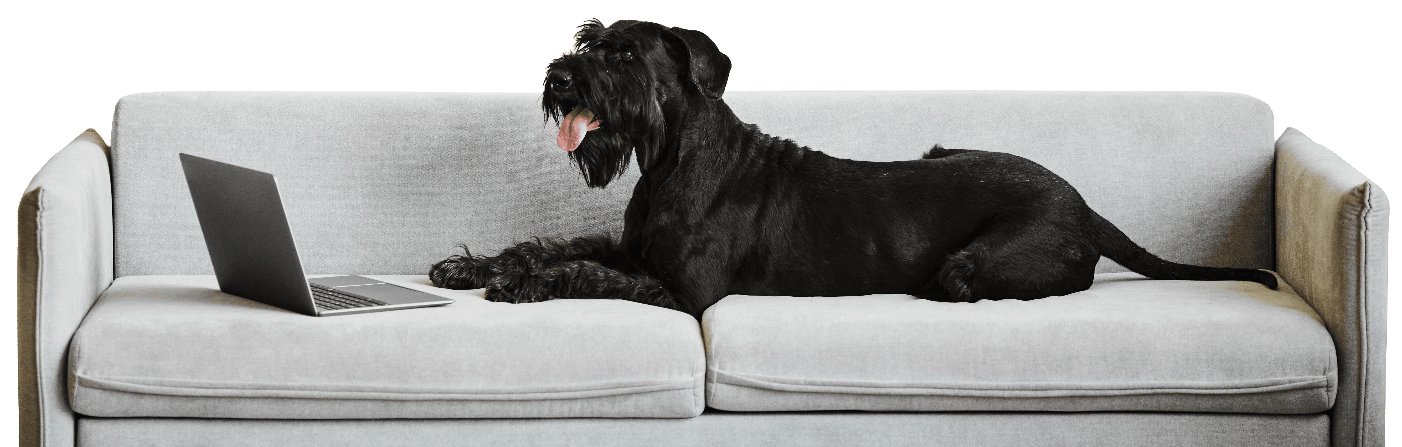 Chien sur un canapé avec un ordinateur portable