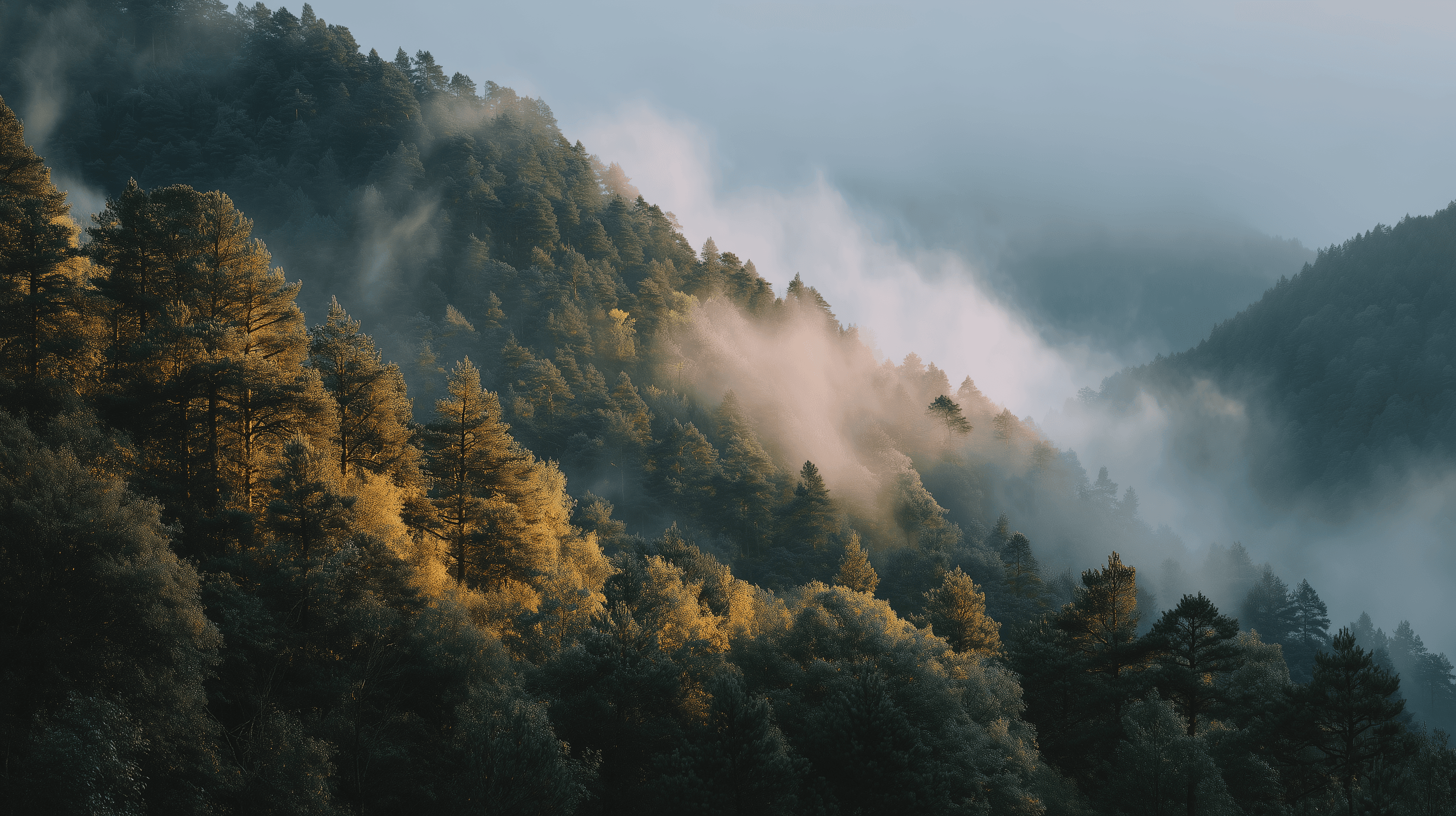 Image with forest and mountains