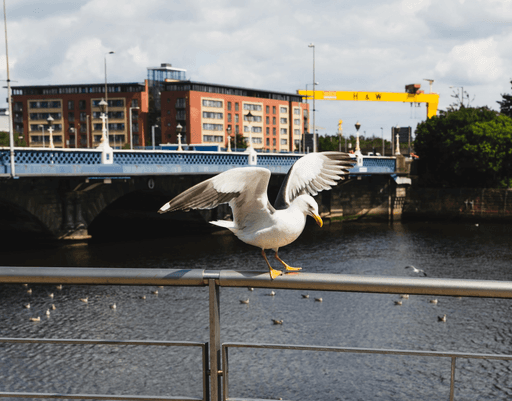 Seagull in Belfast