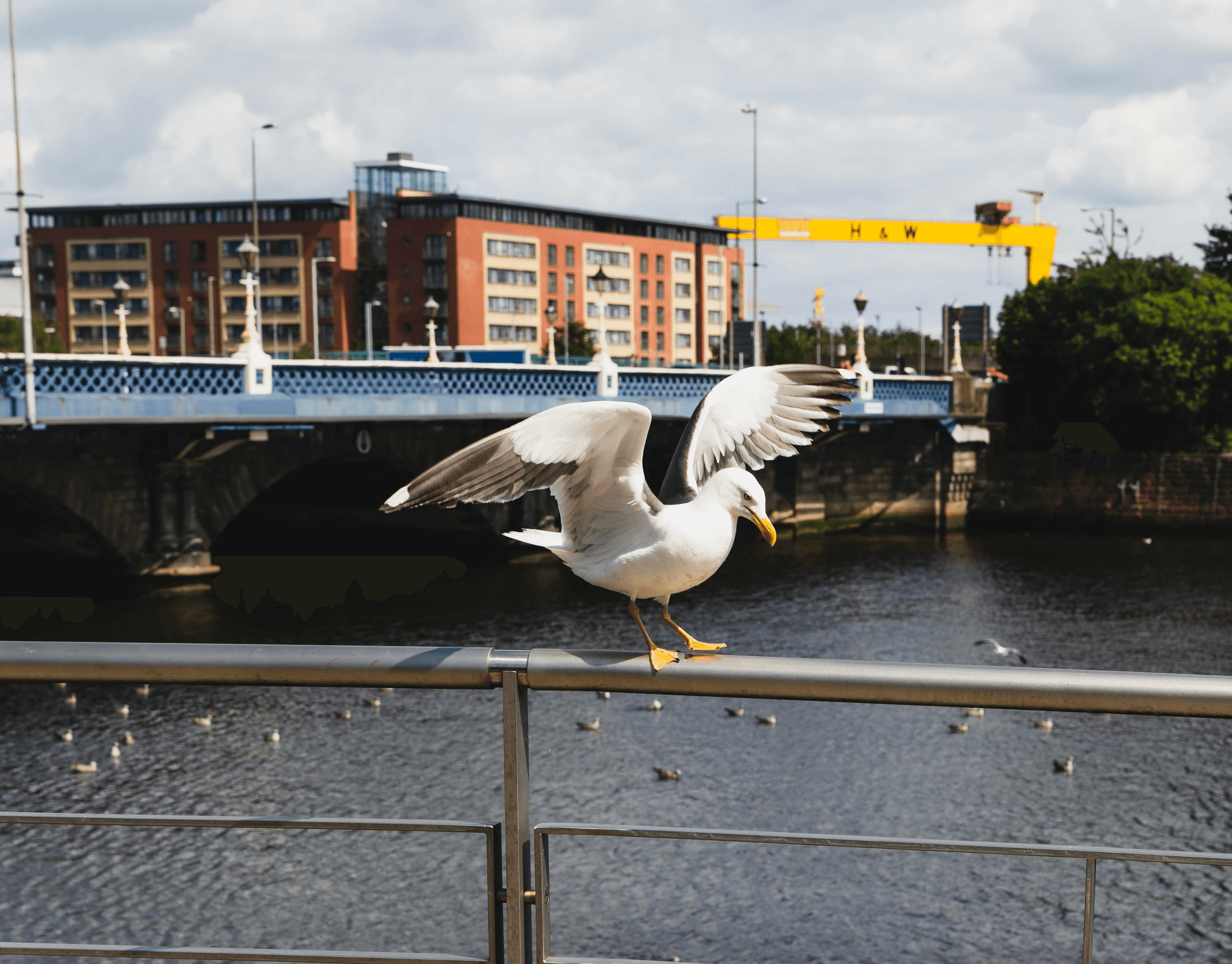 Seagull in Belfast