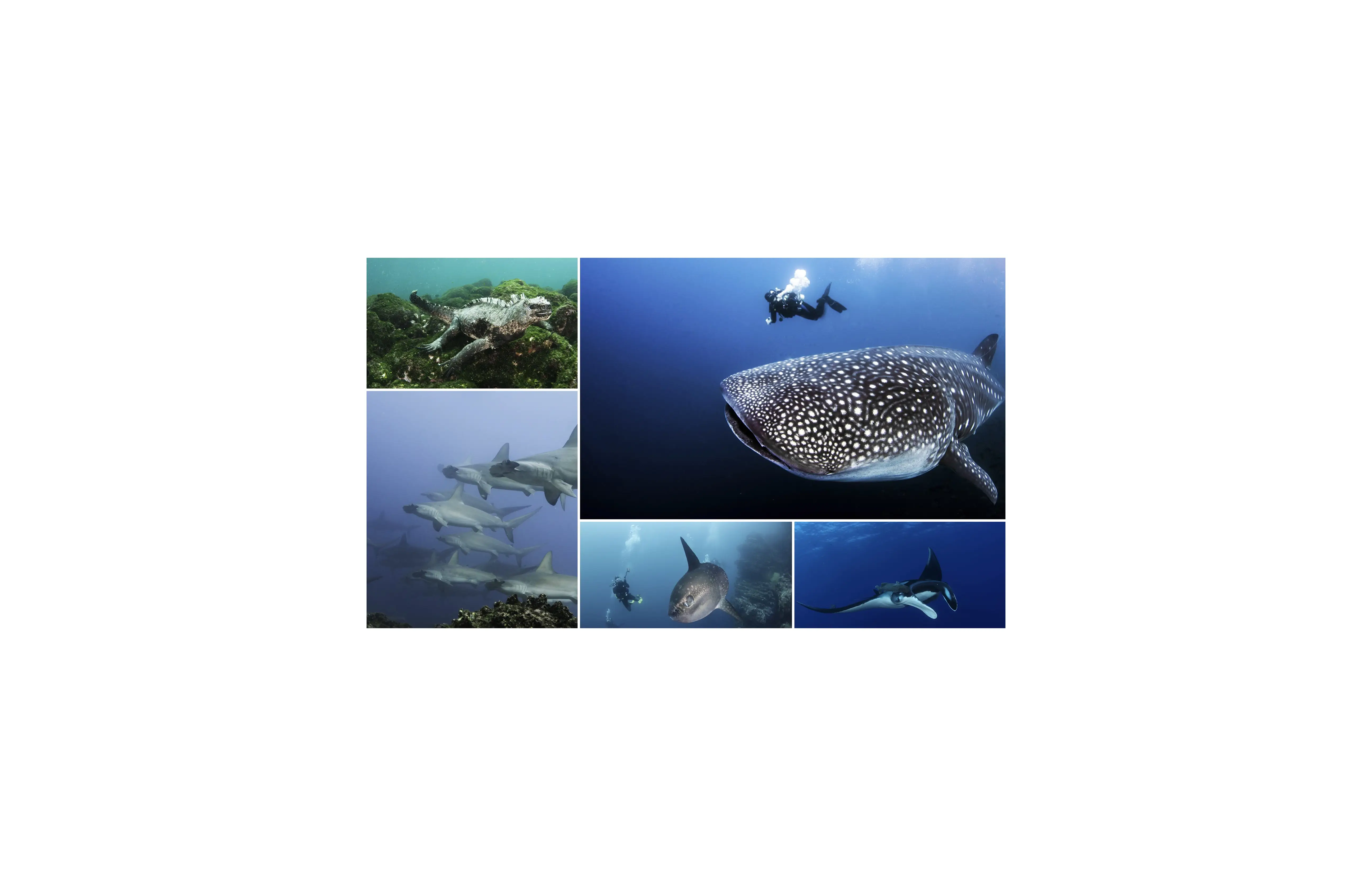 Galápagos Islands marine life collage showing marine iguana, whale shark, hammerhead sharks, mola mola and manta ray — most expensive liveaboard destination in the satoshi ranking at 1,067,010 sats per day