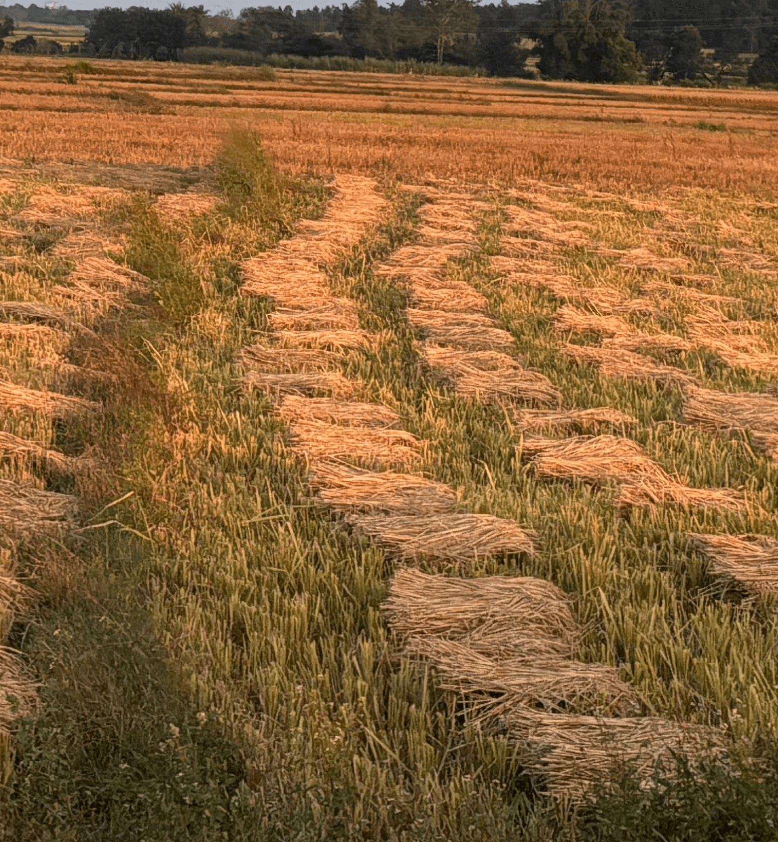 A black female model