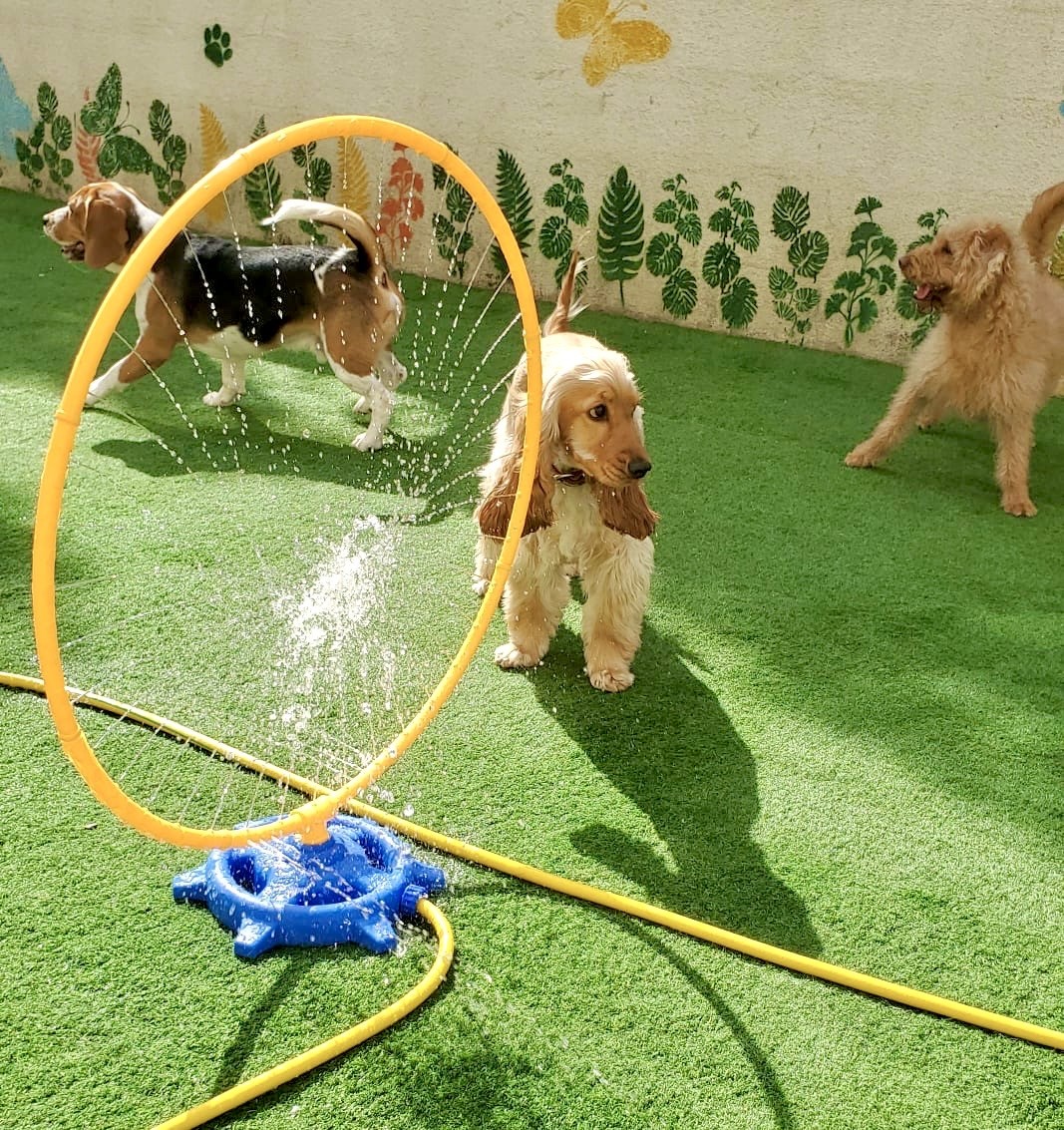 dog outdoor cage-free play area in dubai