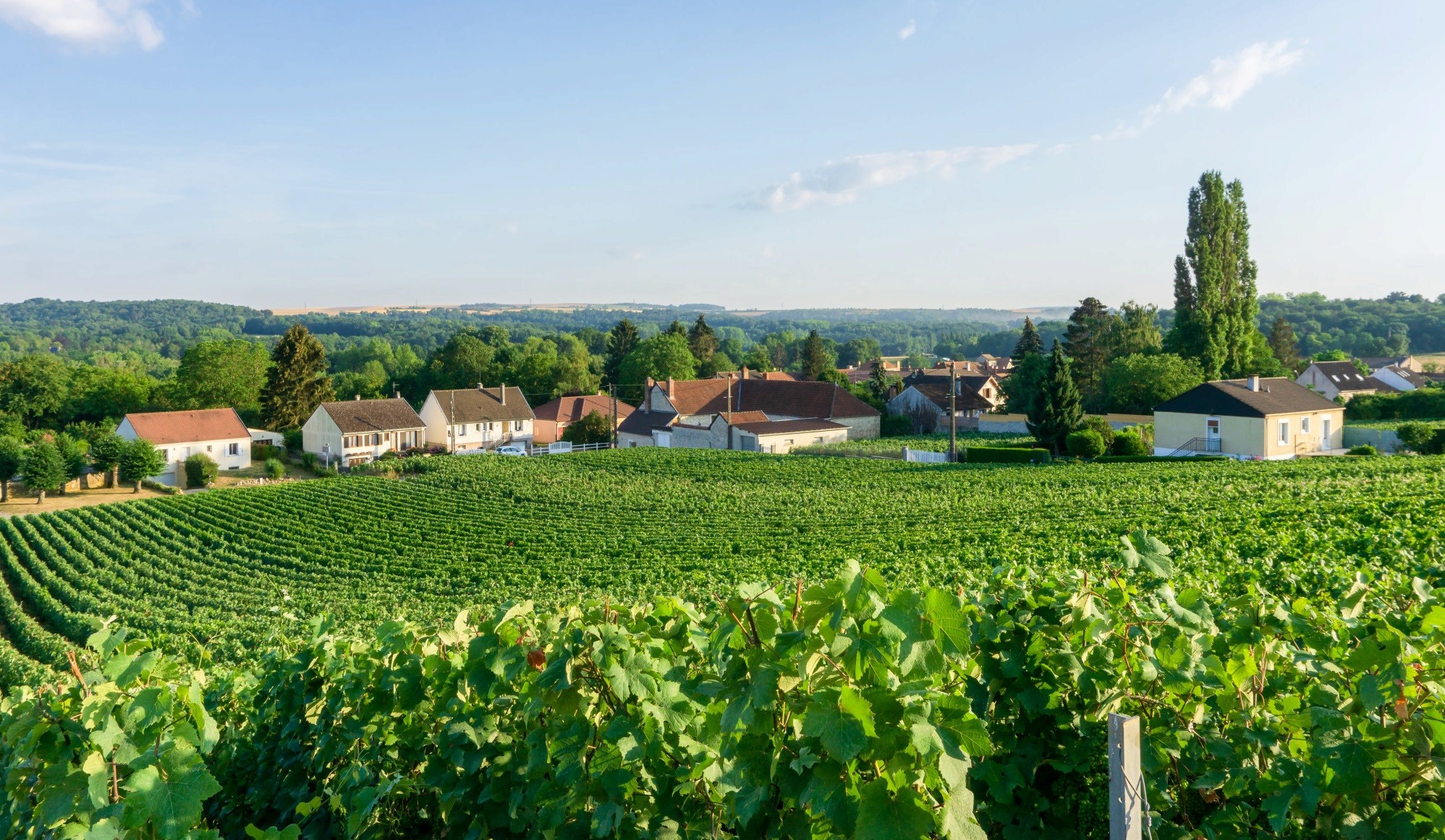 Australian wine brands, Australian wine regions, Australian winery tourism, Australian winery rankings, Australian red wine rankings, Australian red wine brands, top Australian red wine, Australian wine classifications, introduction to Australian wine, Australian wine regions, Penfolds Australian red wine, Penfolds ratings, Penfolds red wine prices, Penfolds red wine series, recommended Penfolds red wines, Penfolds red wine 389, Penfolds red wine distributors, Penfolds red wine 407, Penfolds red wine reviews, Australian red wine Kangaroo, Australian white wine, Australian red wine Shiraz, Penfolds Australian red wine, good years for Australian red wine, Australian wine gifts, Australian gold foil ice wine.