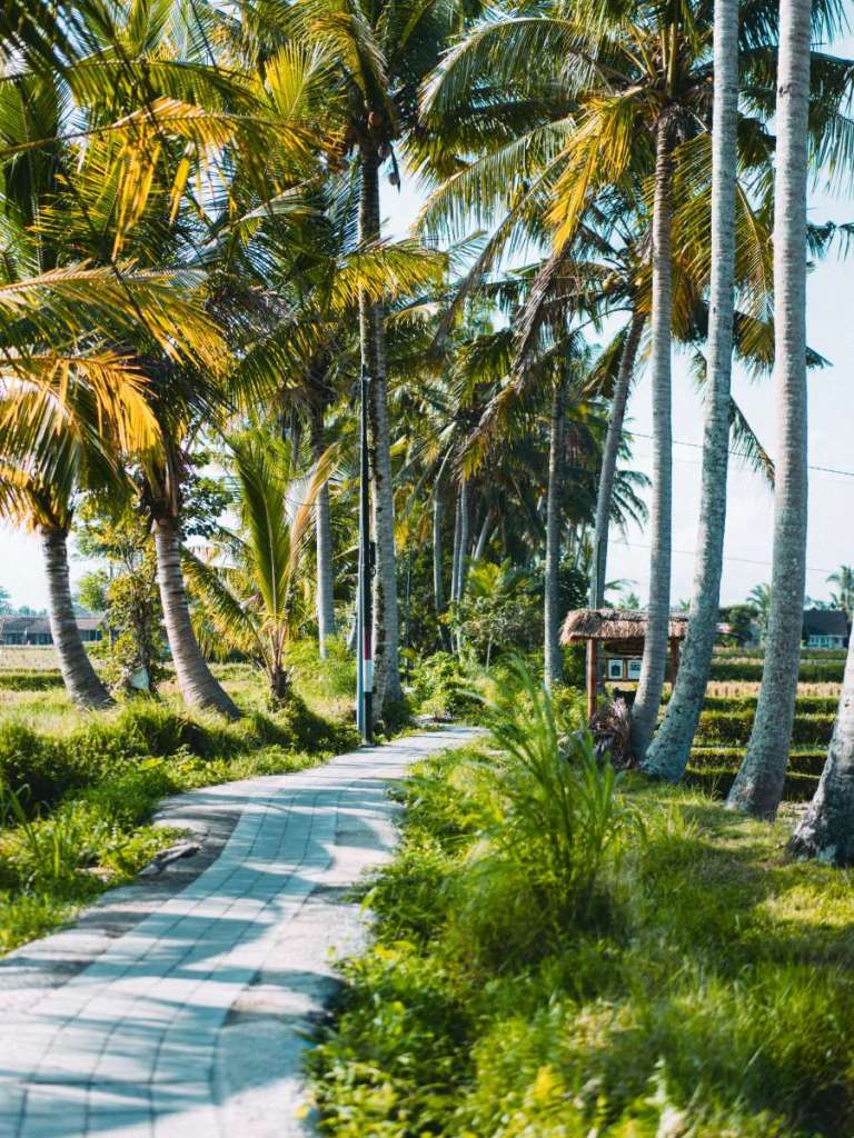 walk through rice fields in ubud