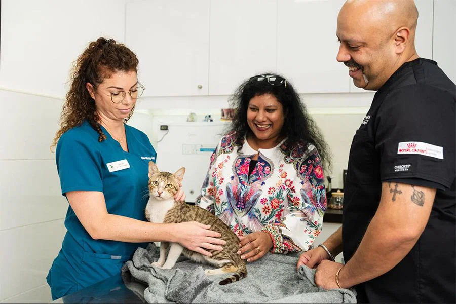 Two veterinarians talk about a cat's physical therapy methods with the pet owner.