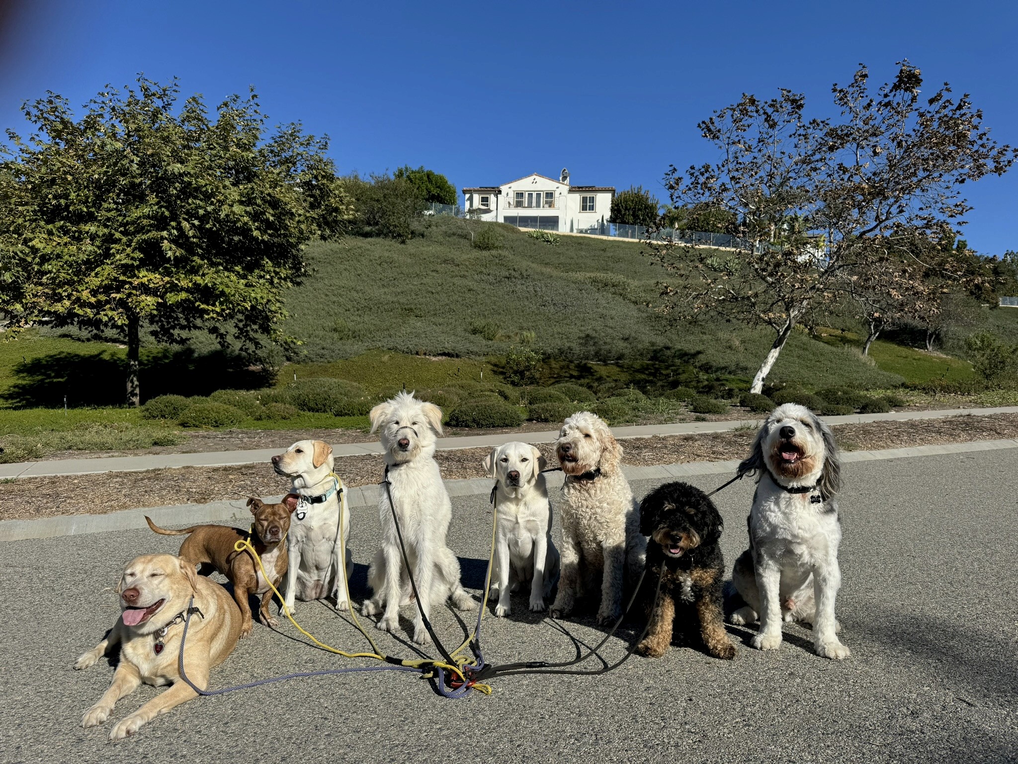 Eight dogs of various breeds sitting together on a driveway in Coto de Caza during a pack walk
