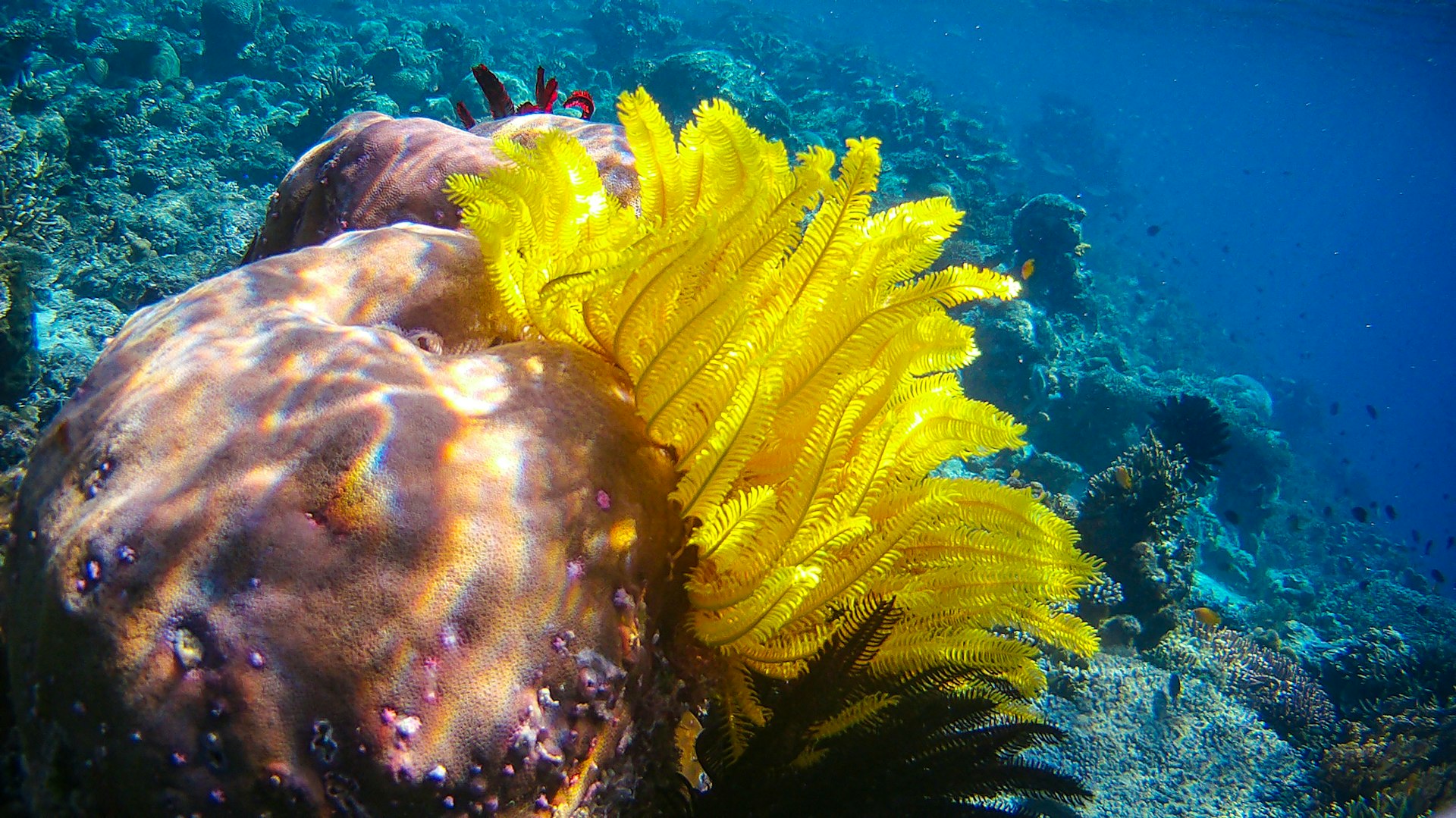 Yellow crinoid feather star perched on a coral head on an Indonesian reef