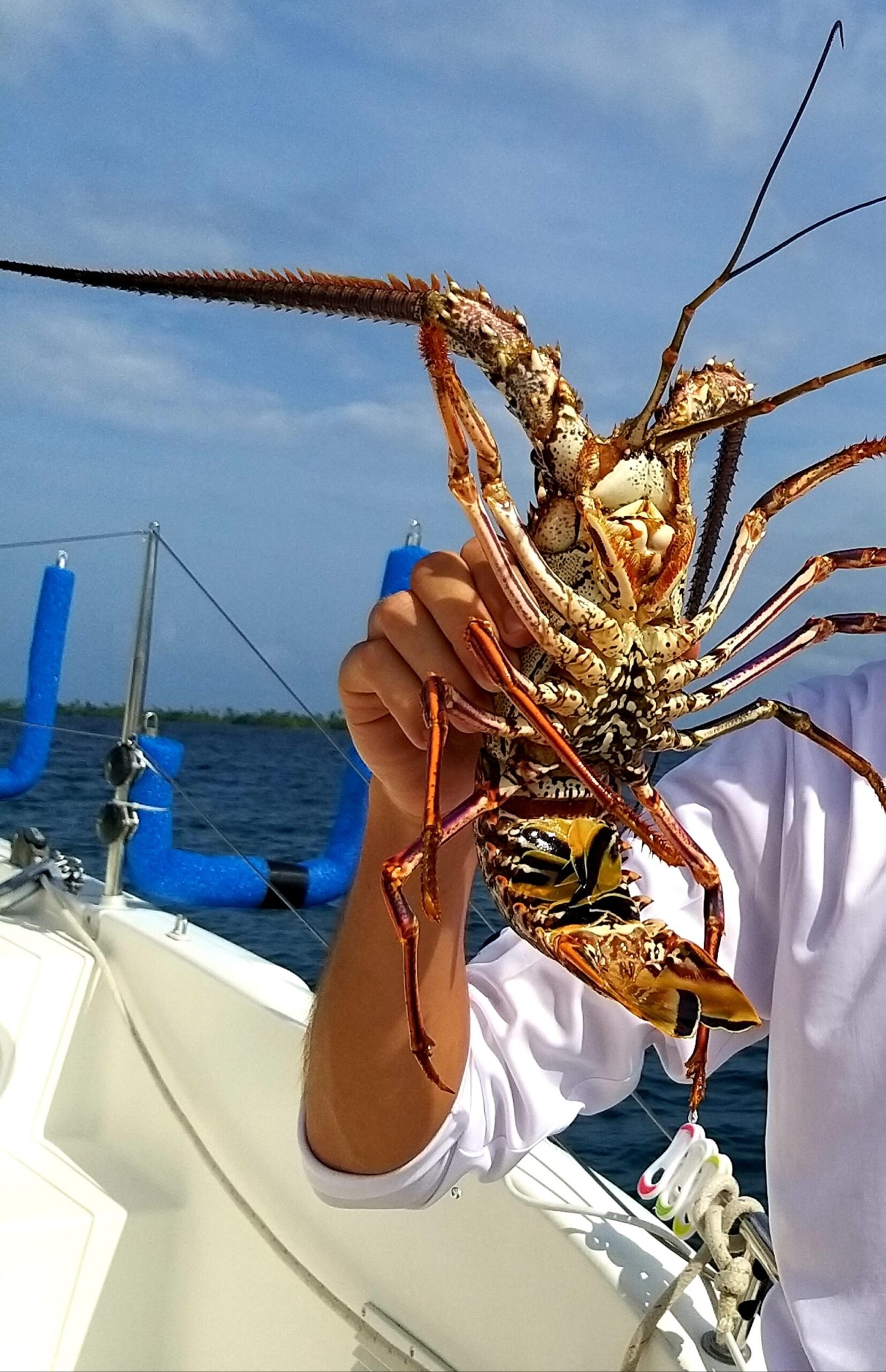 The Guna Yala Lobster, grilled to perfection with garlic-lime butter.