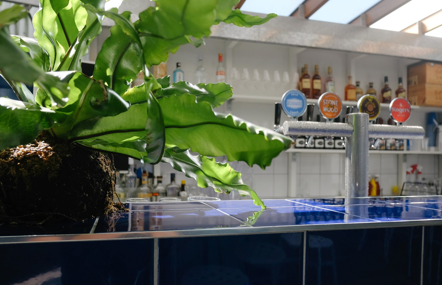 Bar detail at Ben’s Burgers West End with blue tiled counter, leafy plant in the foreground, and beer taps and bottles lining the back bar.