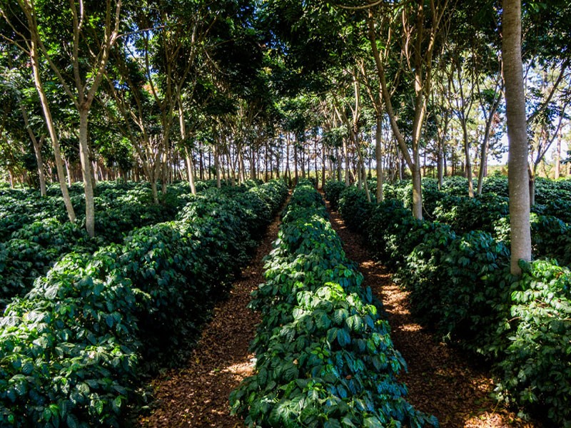 Daterra Coffees