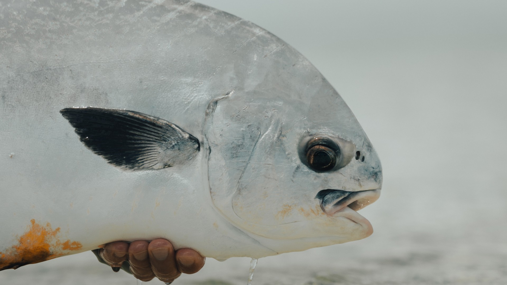 Drone photo of the Bella Sway beach side house with mangroves and lagoon in the back, and the ocean in front