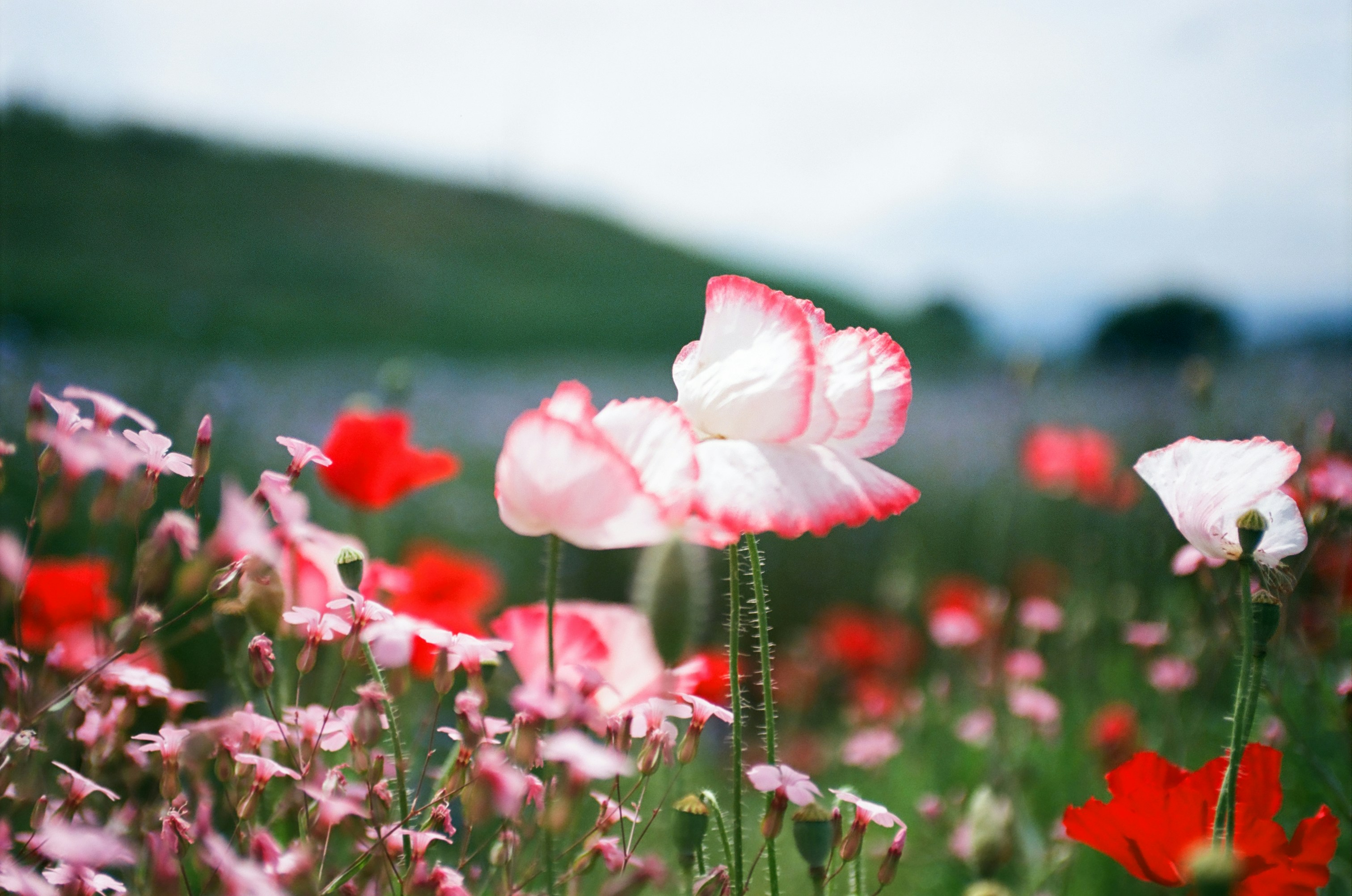 a field full of pink and white flowers