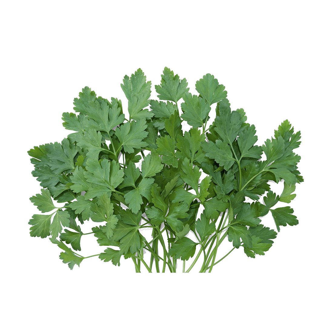 Salsa Graúda Portuguesa