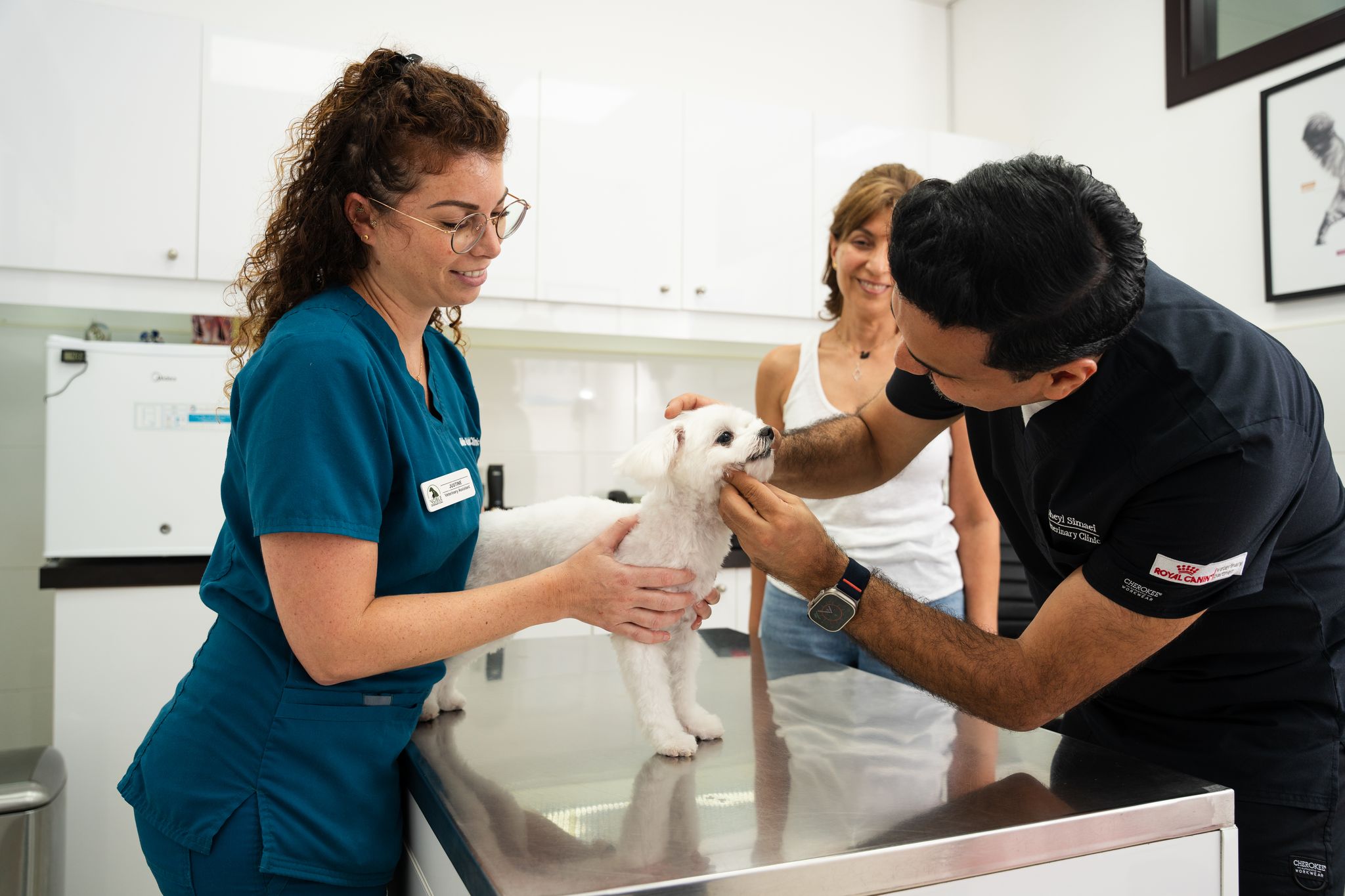 Two veterinarians are examining a white dog's dental health while talking to the pet owner.